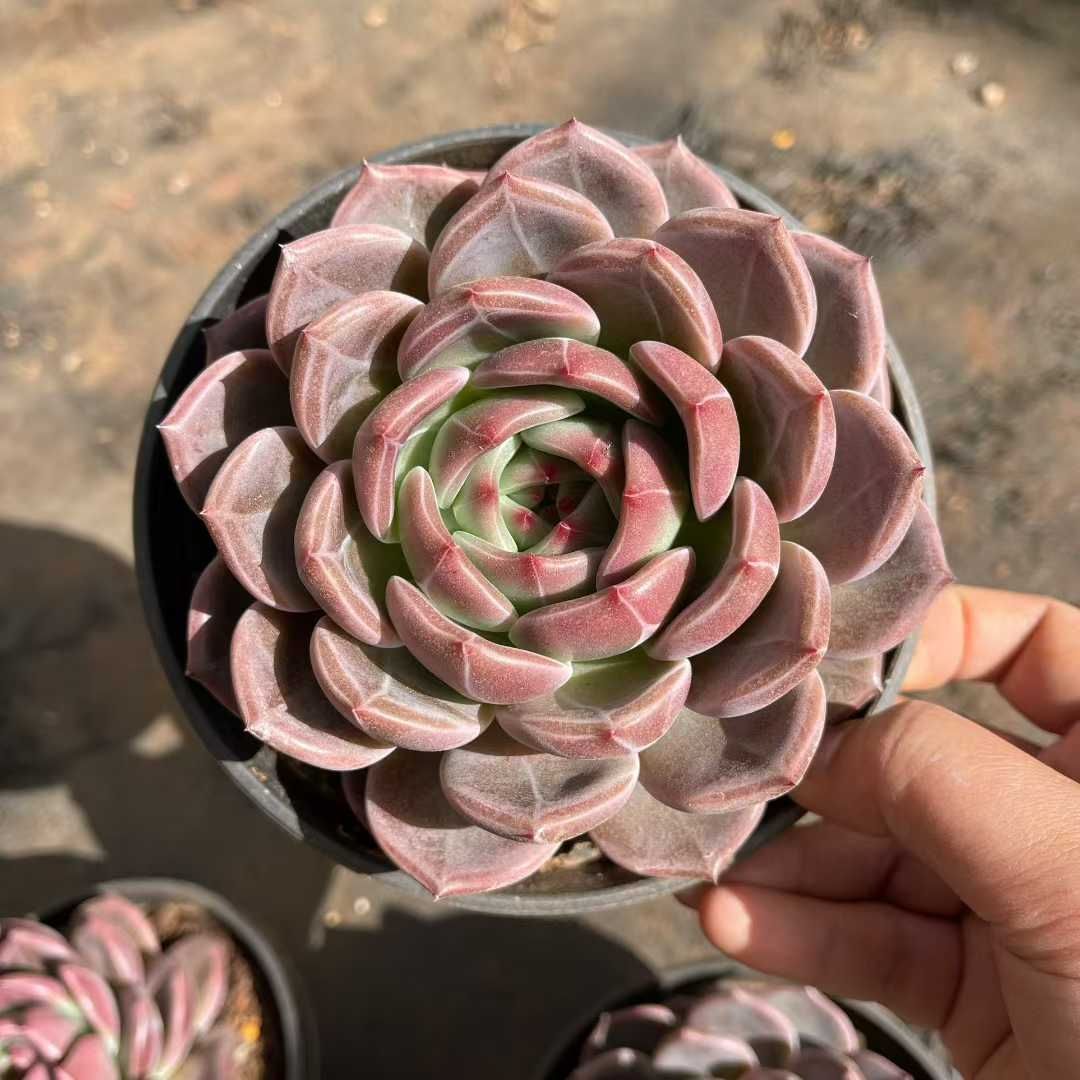 8株の抜き苗セット シャンパンモンロー 多肉植物 佐川急便発送 エケベリア 韓国苗 TH 11