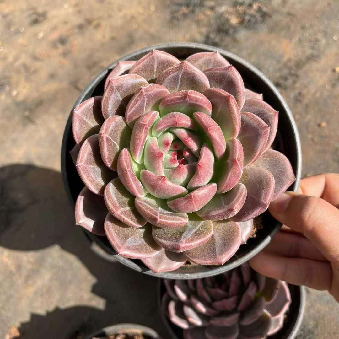 8株の抜き苗セット シャンパンモンロー 多肉植物 佐川急便発送 エケベリア 韓国苗 TH 11