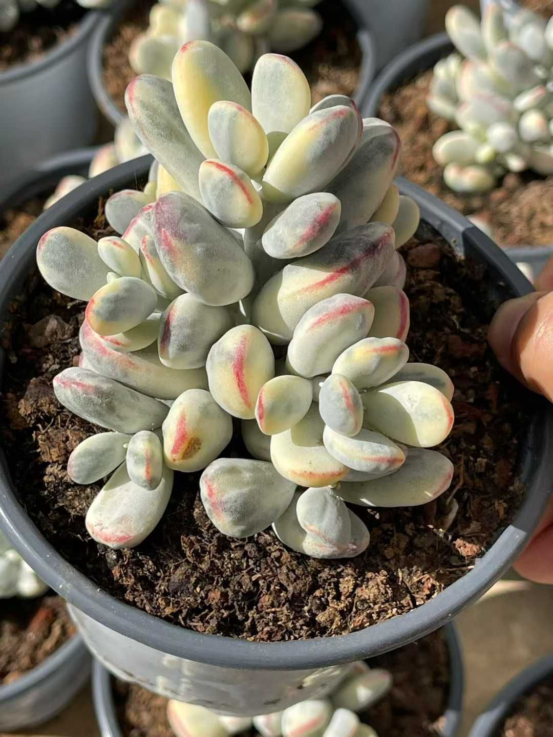 12株の抜き苗セット】達磨福娘錦 多肉植物 佐川急便発送 エケベリア