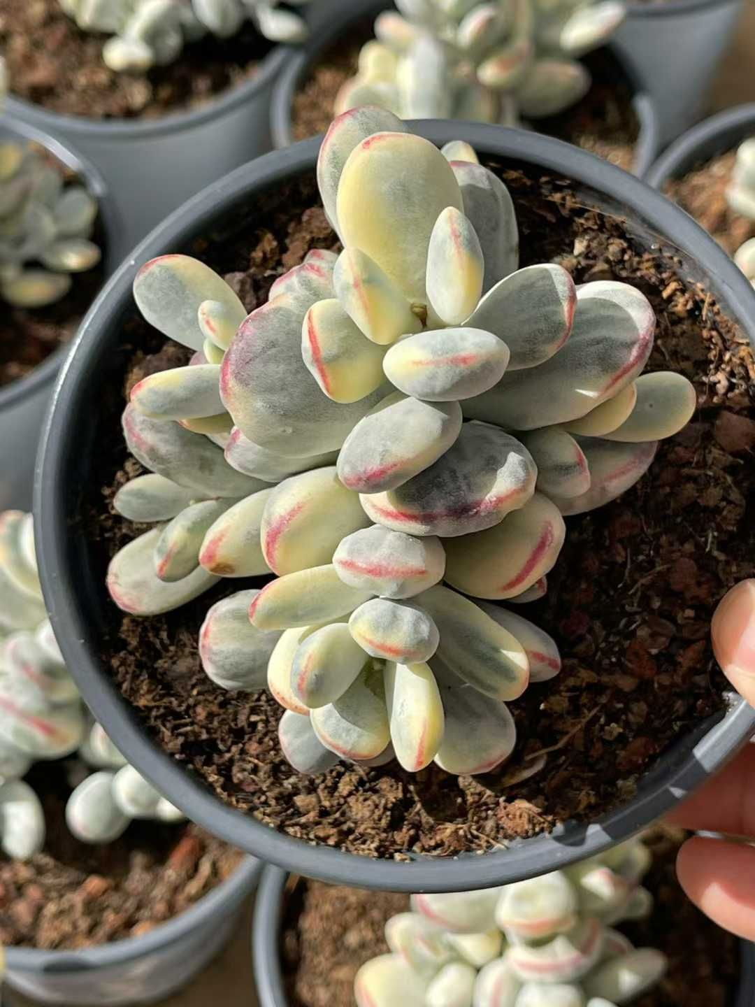 12株の抜き苗セット】達磨福娘錦 多肉植物 佐川急便発送 エケベリア