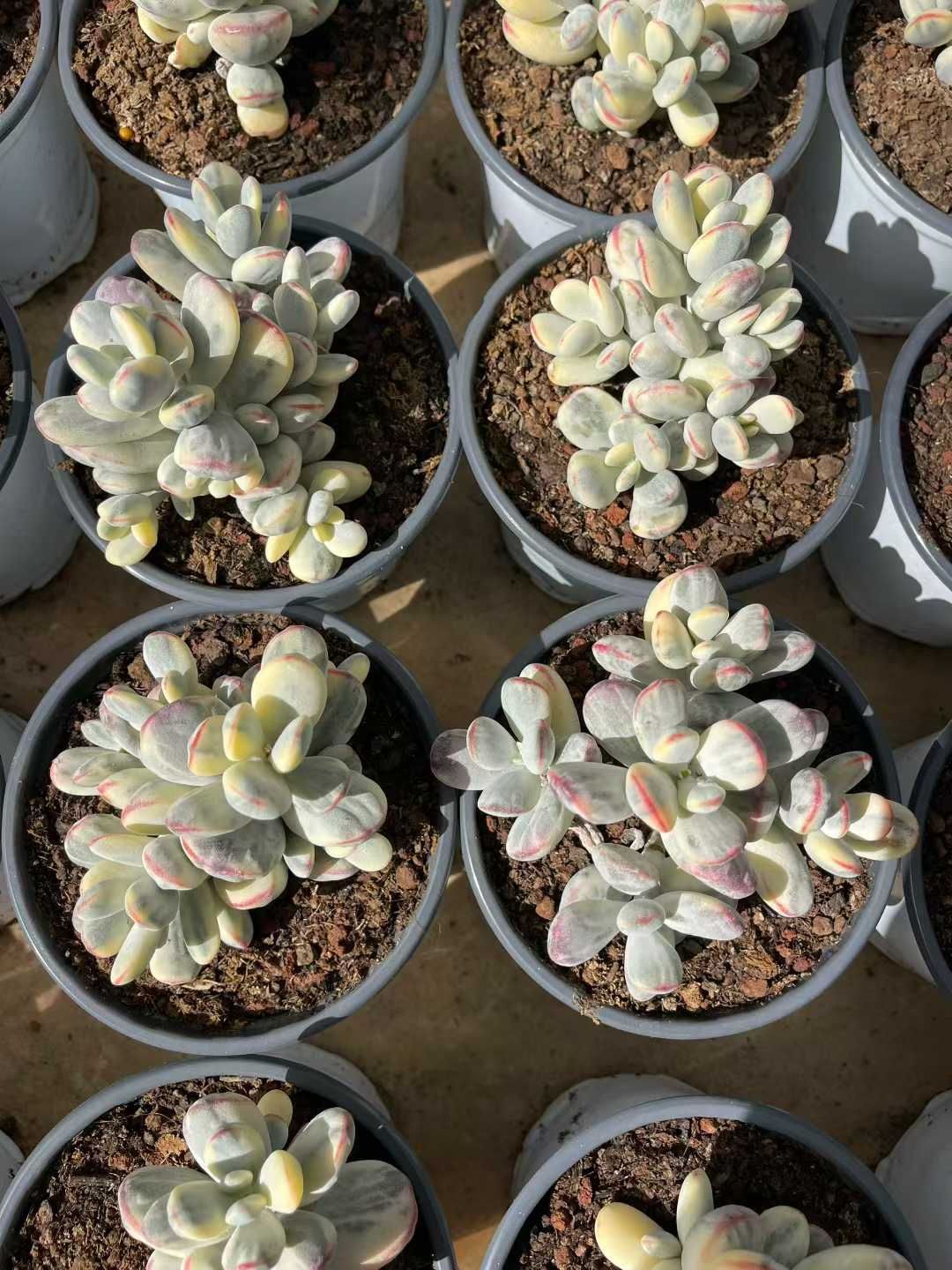 12株の抜き苗セット】達磨福娘錦 多肉植物 佐川急便発送 エケベリア