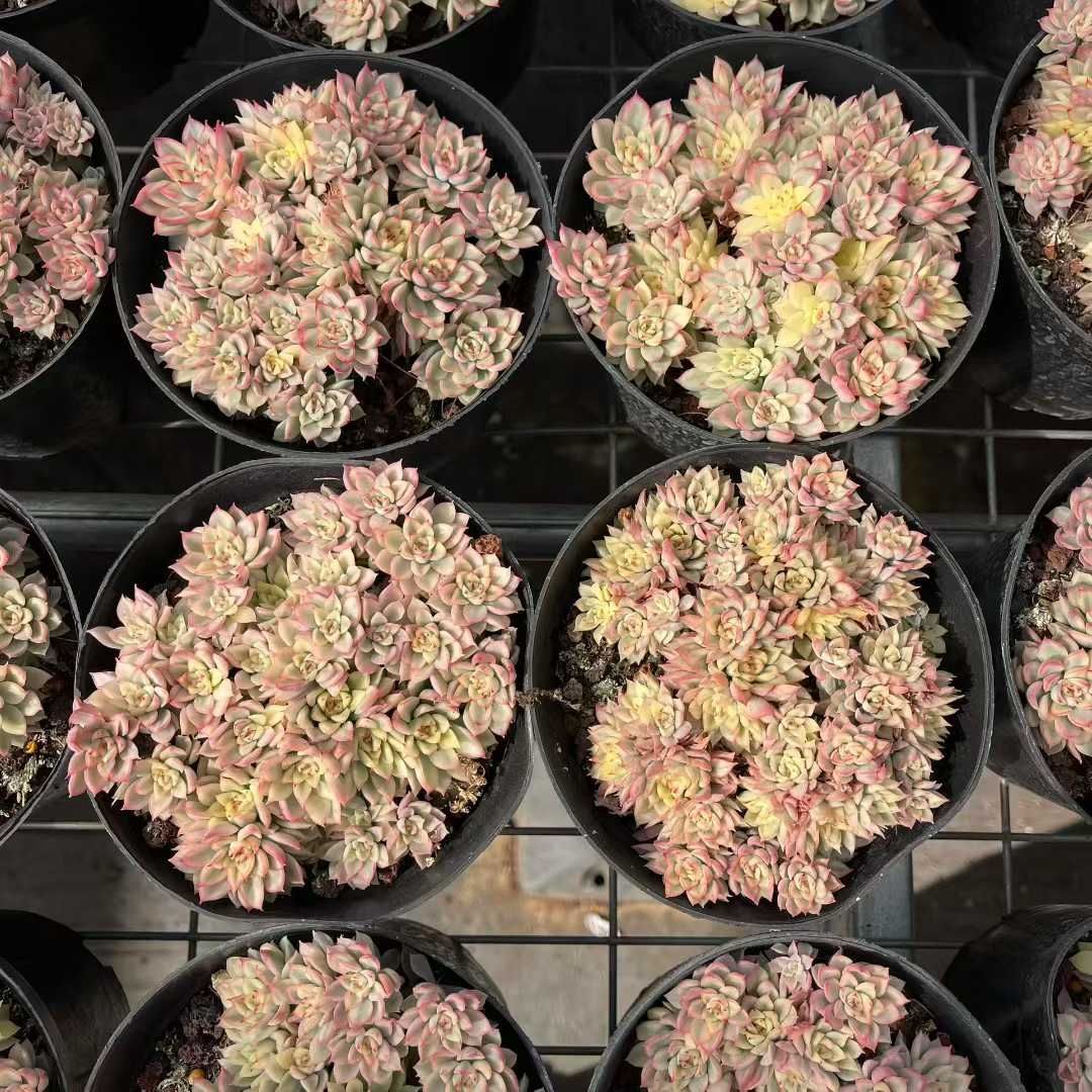 12株の抜き苗セット】女雛錦 多肉植物 佐川急便発送 エケベリア 韓国苗