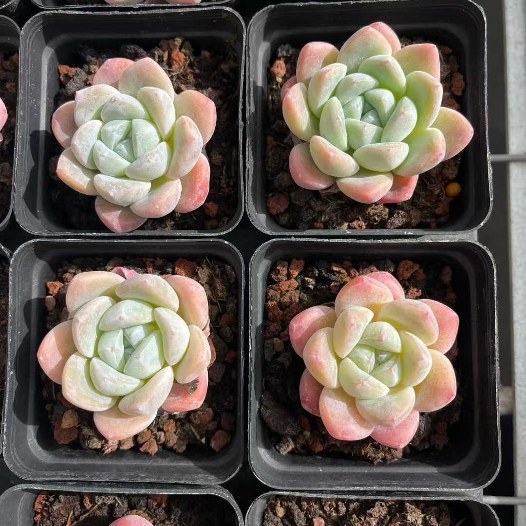 50株の抜き苗セット】アイスクリーム 多肉植物 佐川急便発送