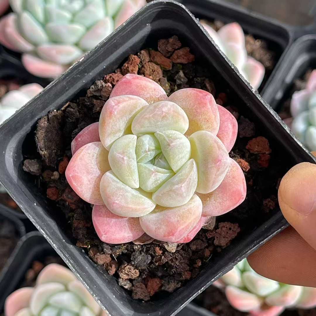 美苗＊No.461 ❁アイススピリッツ❁ 抜き苗 多肉植物 寄せ植え 美苗＊