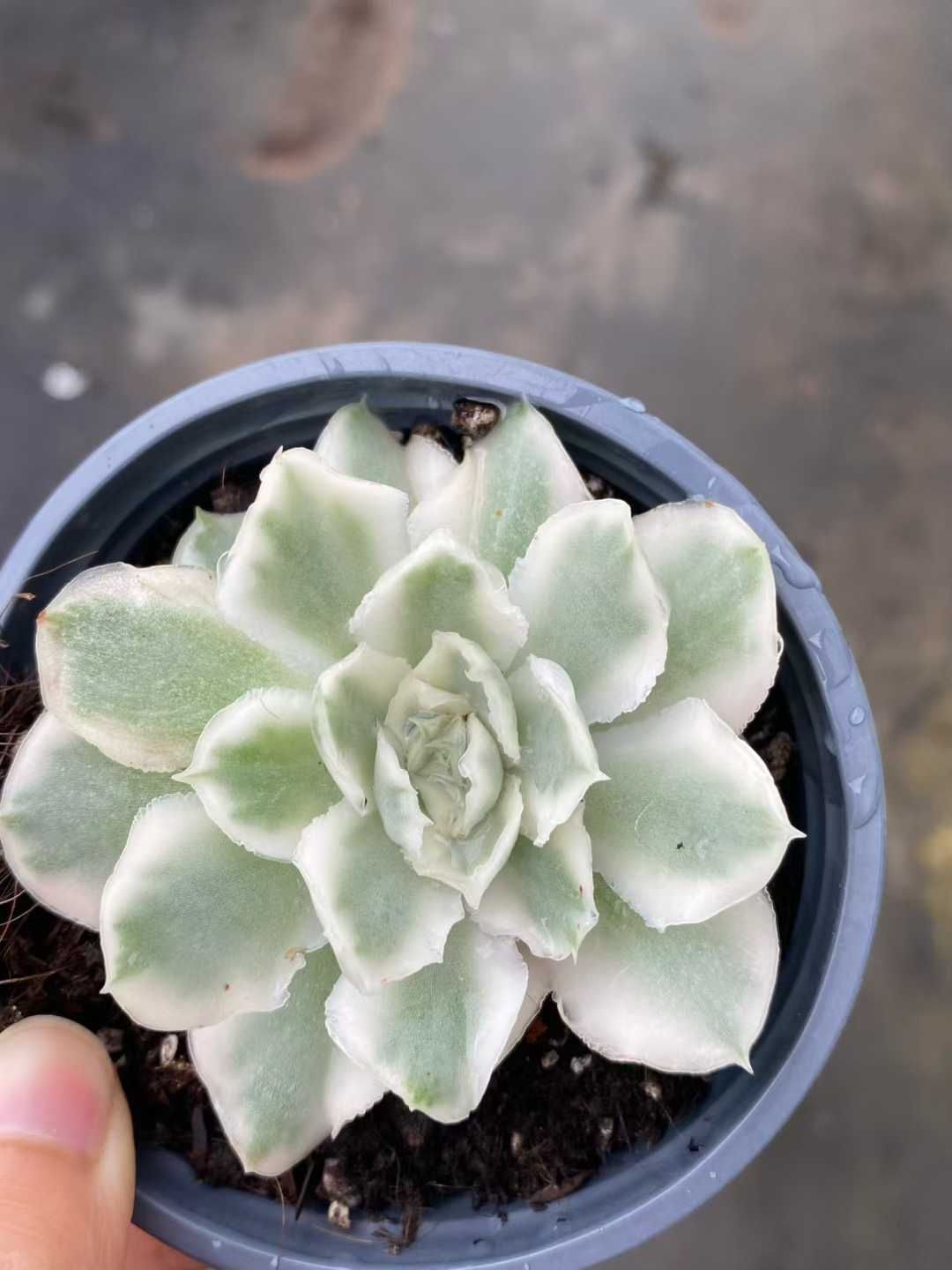 新入荷 パープルバタフライニシキ MY818×12苗 抜き苗 多肉植物