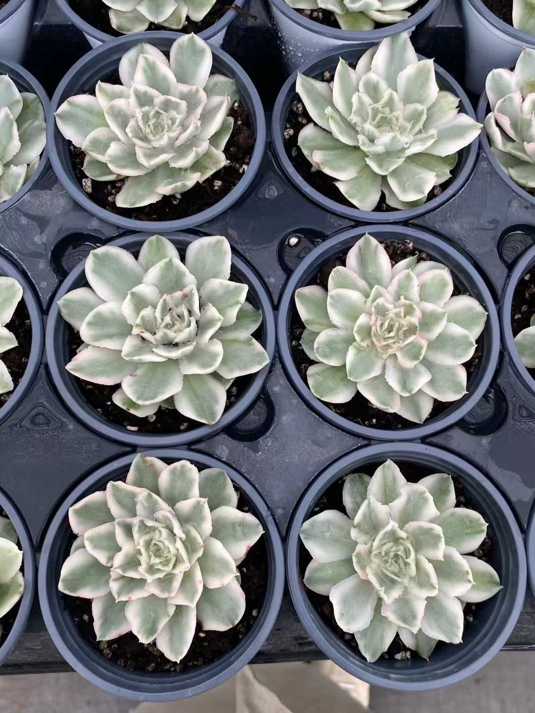 新入荷 パープルバタフライニシキ MY818×12苗 抜き苗 多肉植物