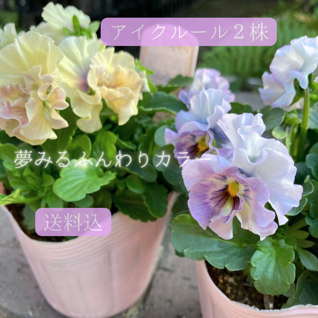 希少 美品 可愛い エルメス シルクスカーフ ガヴロッシュ 告白 ポップ