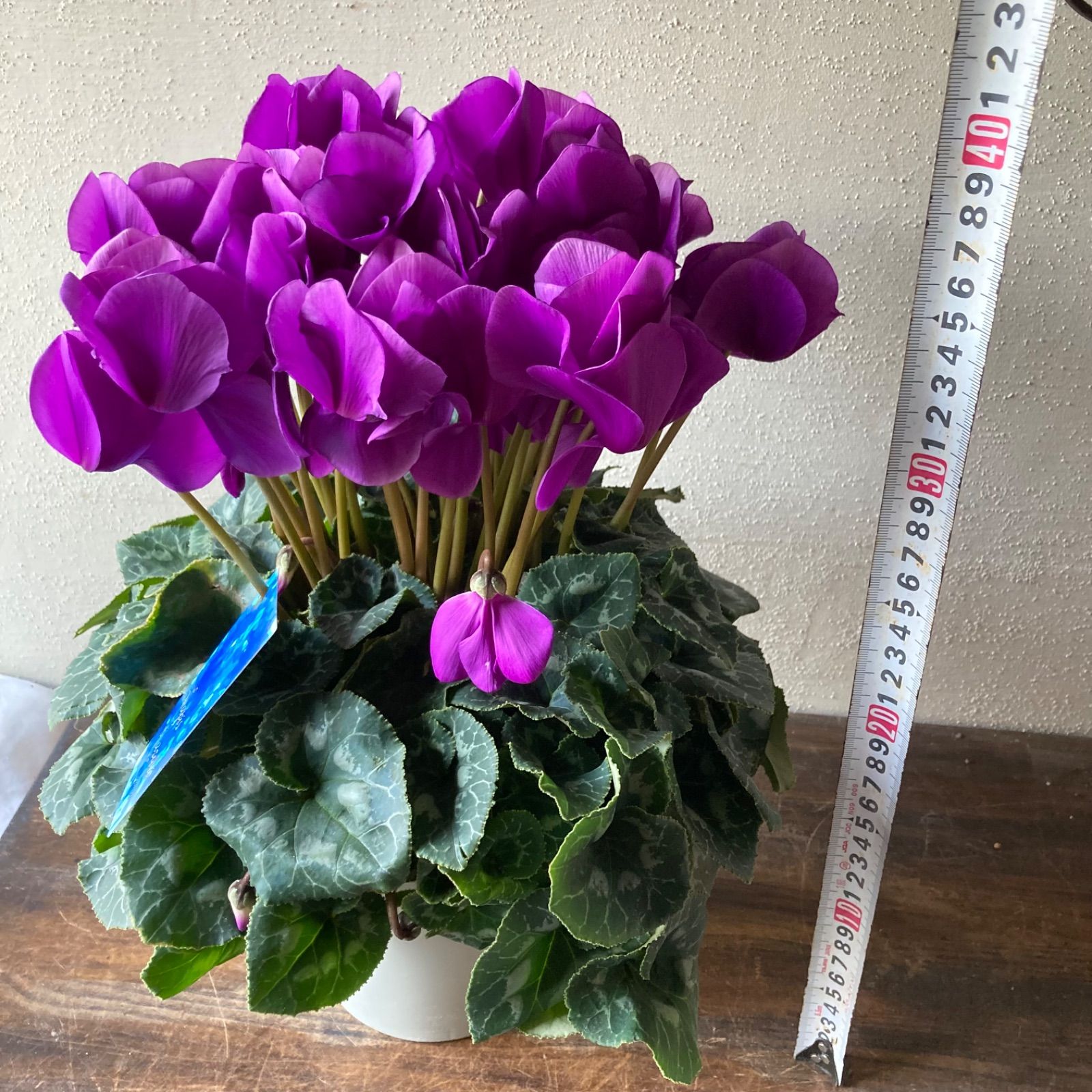 ブルーシクラメン ラピスラズリ 5号鉢 み