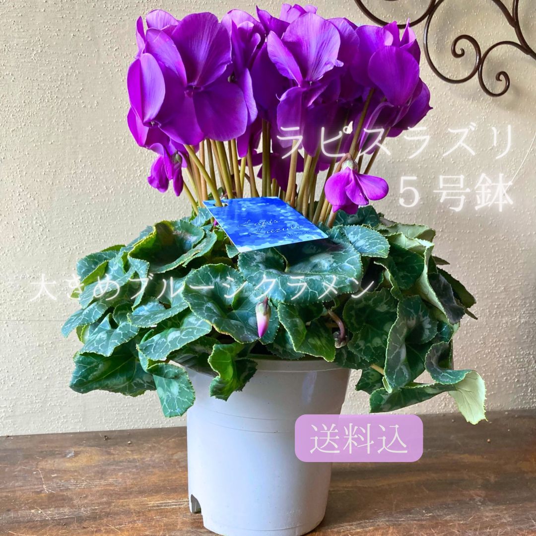 ブルーシクラメン ラピスラズリ 5号鉢 み