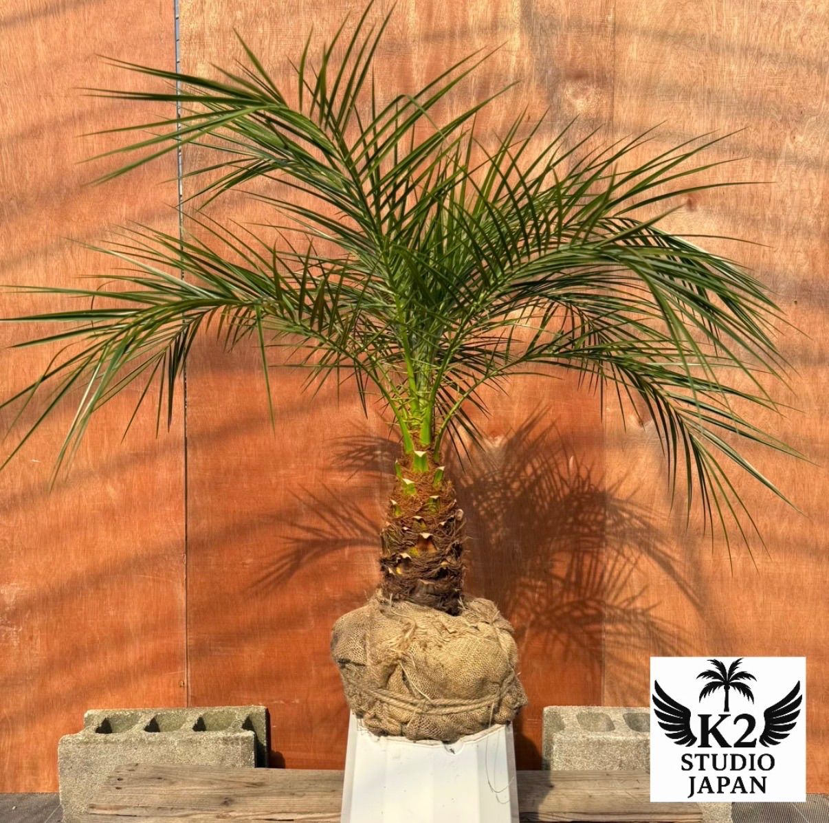 限定株】フェニックス・ロベレニー🌴 1本立ち 希少な極太幹✨ 葉先約