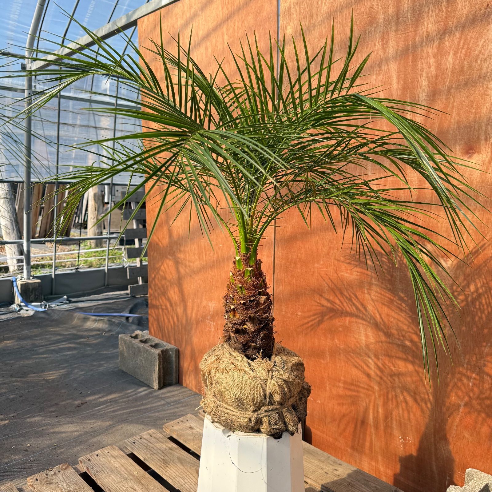 清*樹様 フェニックス・ロベレニー 1本立ち 葉先100cm 希少株 限定株】フェニックス・ロベレニー🌴 1本立ち 希少な極太幹✨ 葉先約