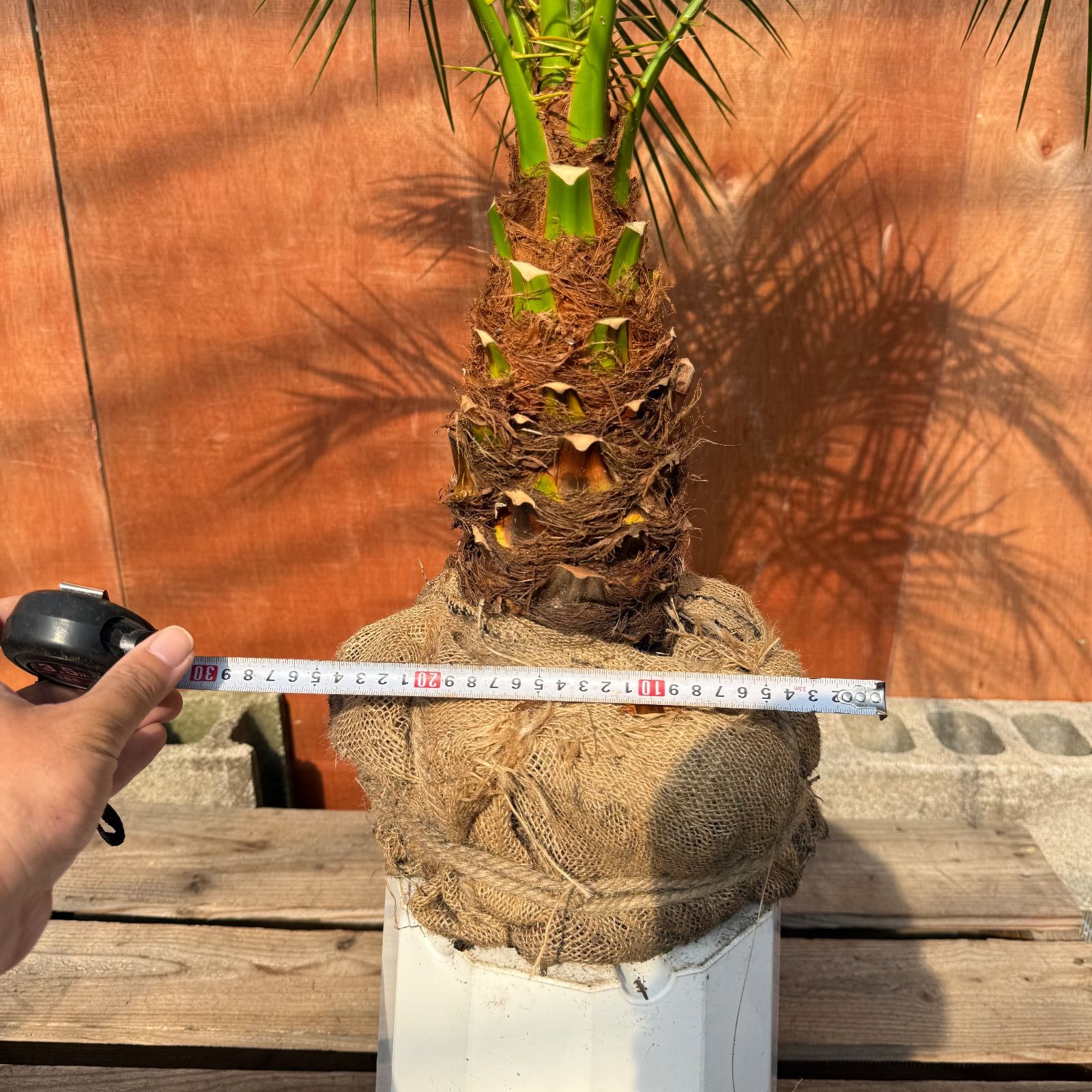 限定株】フェニックス・ロベレニー🌴 1本立ち 希少な極太幹✨ 葉先約