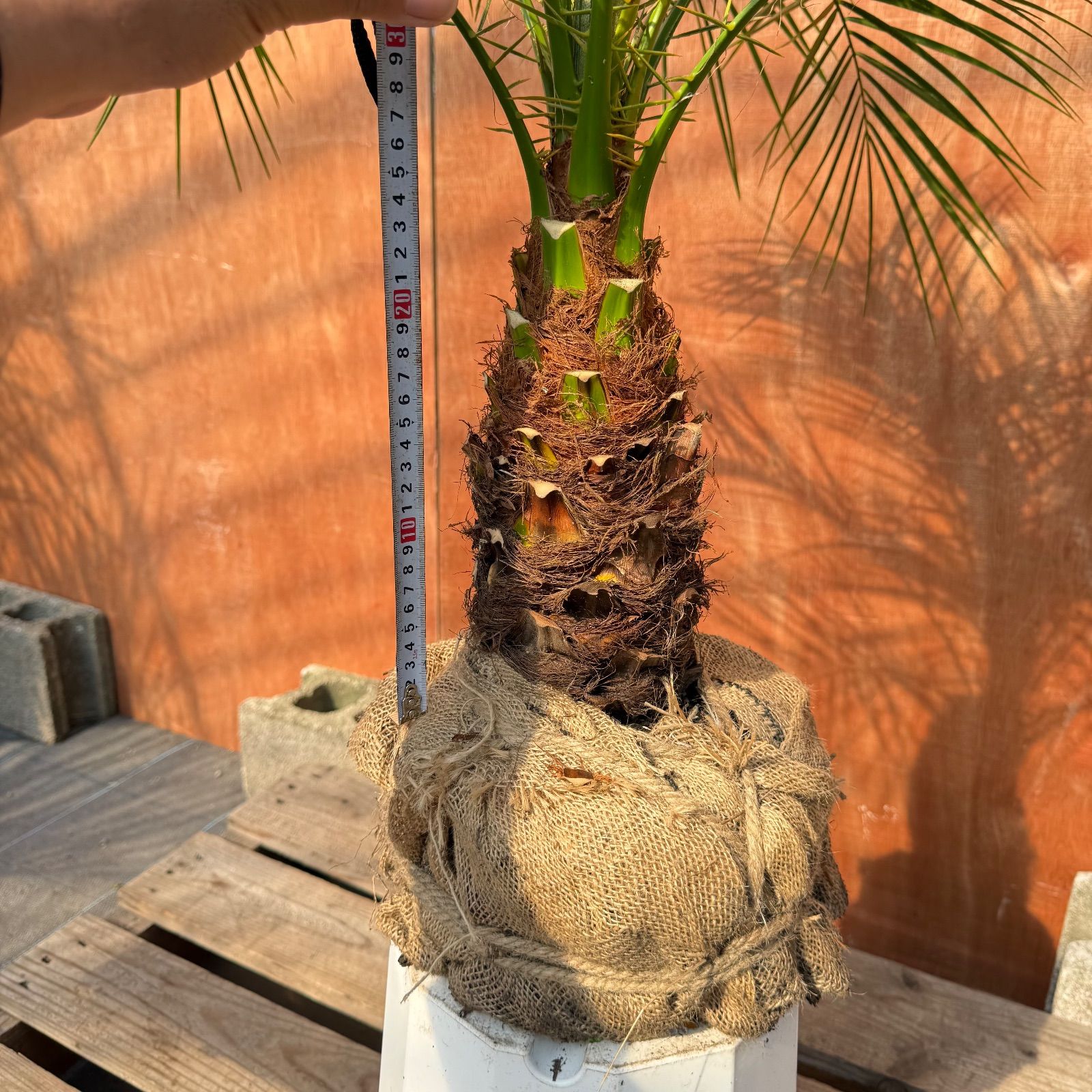 限定株】フェニックス・ロベレニー🌴 1本立ち 希少な極太幹✨ 葉先約