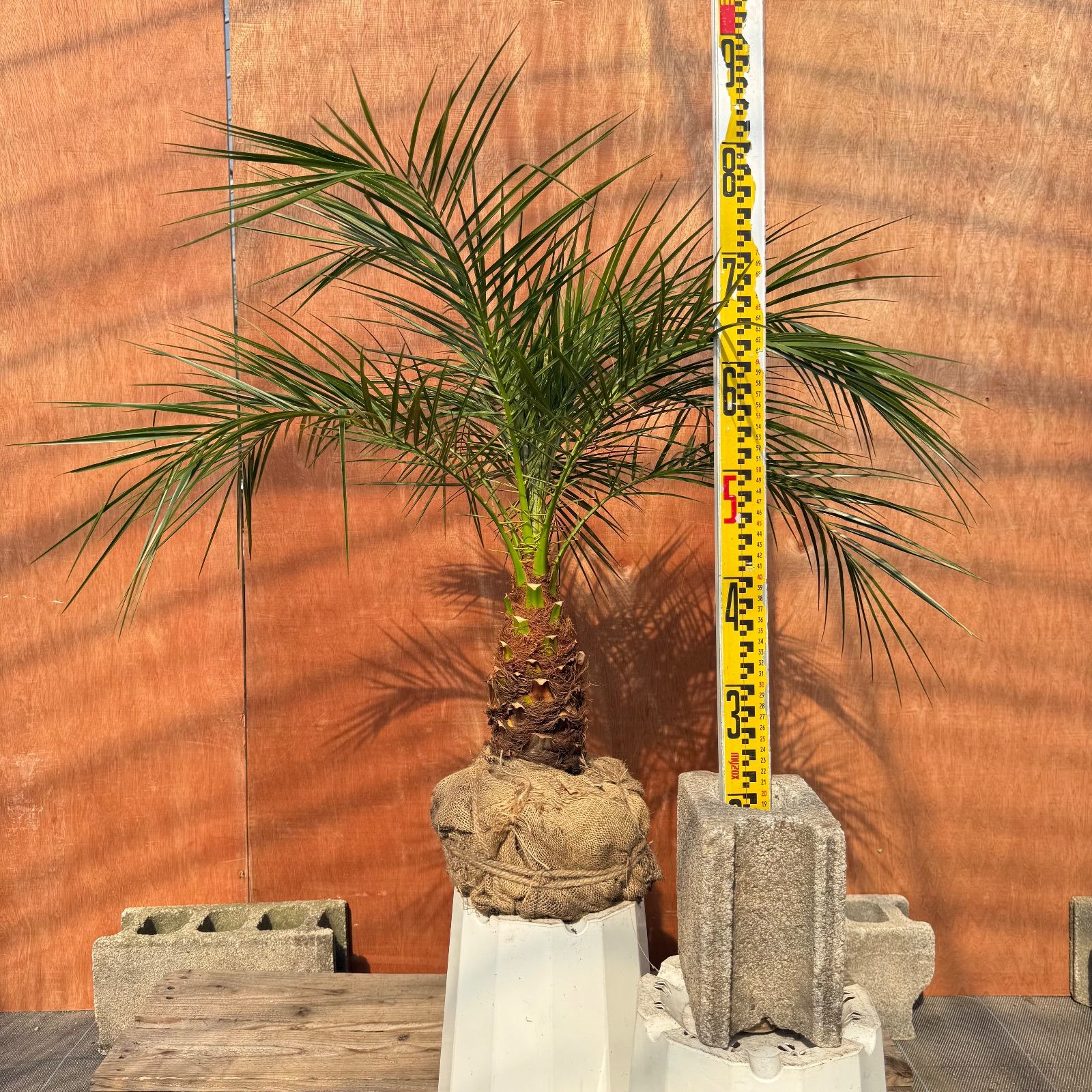 限定株】フェニックス・ロベレニー🌴 1本立ち 希少な極太幹✨ 葉先約