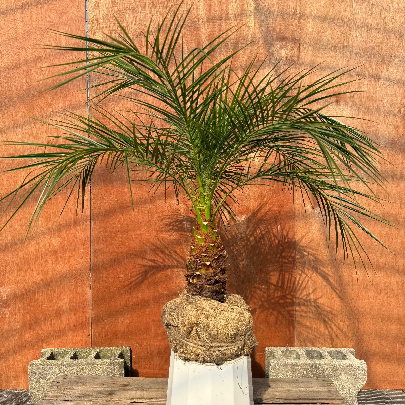 限定株】フェニックス・ロベレニー🌴 1本立ち 希少な極太幹✨ 葉先約