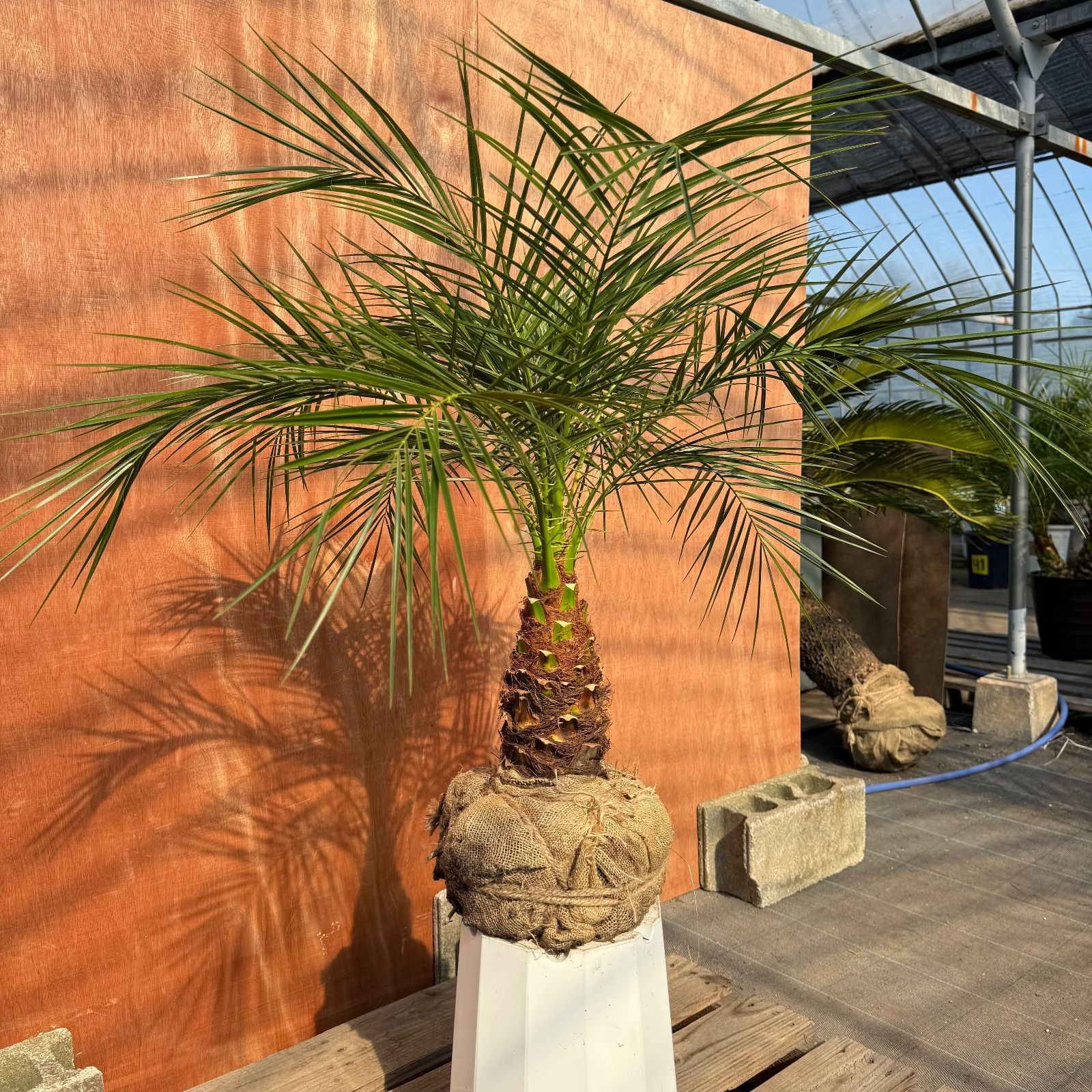 限定株】フェニックス・ロベレニー🌴 1本立ち 希少な極太幹✨ 葉先約