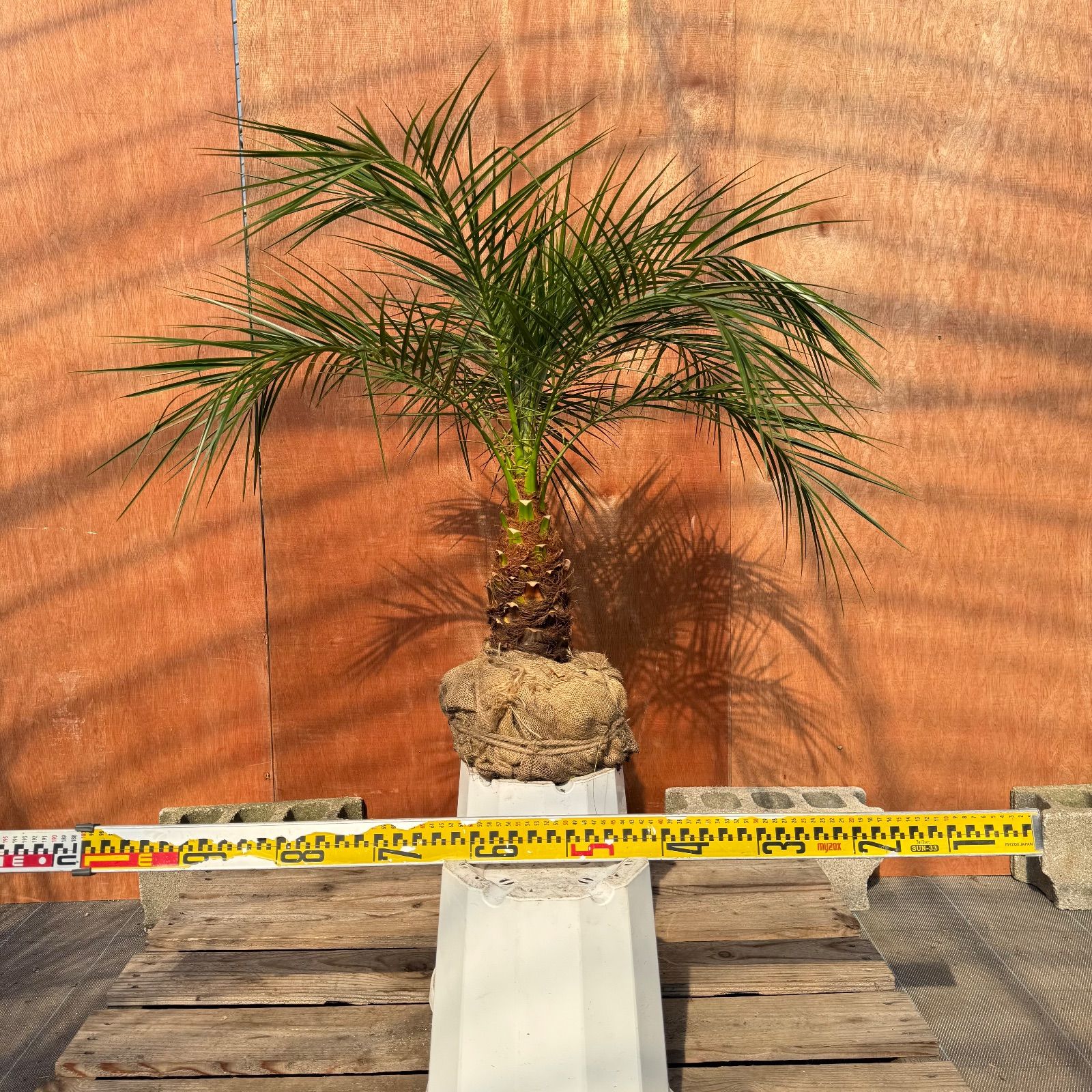 K*)様 フェニックス・ロベレニー 2本立ち 葉先90cm 希少株 限定株】フェニックス・ロベレニー🌴 1本立ち 希少な極太幹✨ 葉先約