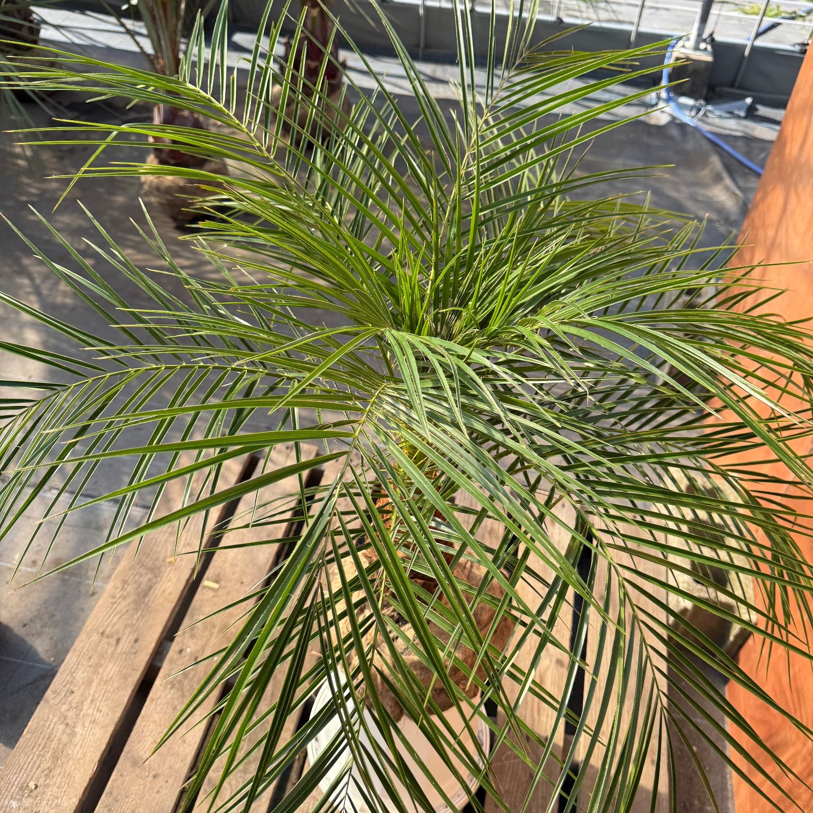 限定株】フェニックス・ロベレニー🌴 1本立ち 希少な極太幹✨ 葉先約