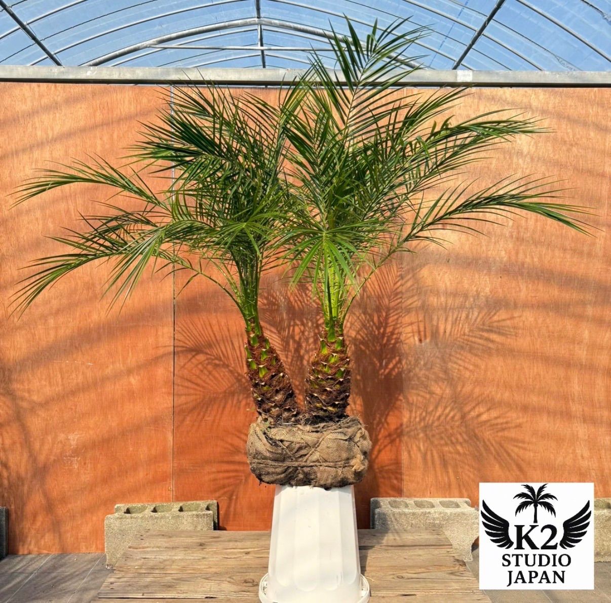 限定株】フェニックス・ロベレニー🌴 2本立ち 希少な極太幹✨ 葉先約