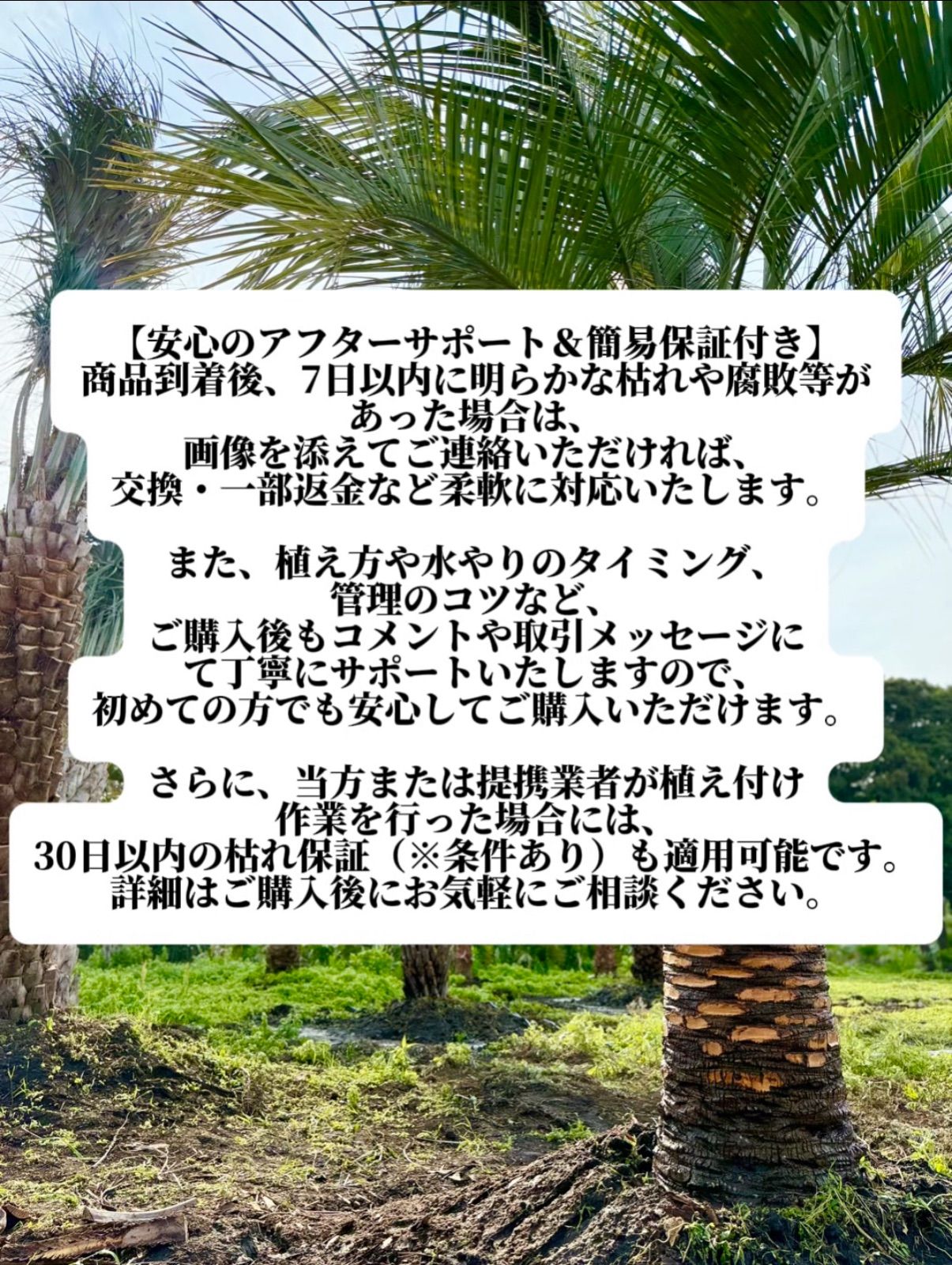 限定株】フェニックス・ロベレニー🌴 2本立ち 希少な極太幹✨ 葉先約