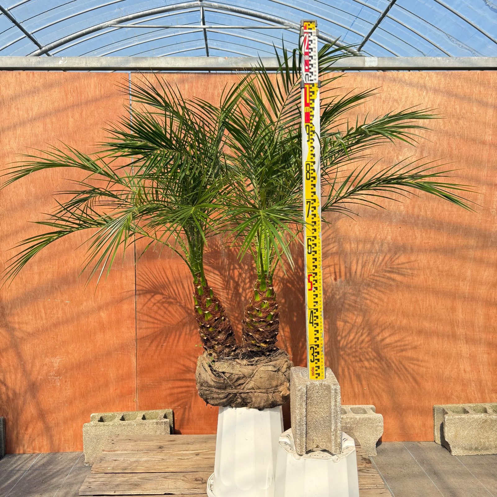 限定株】フェニックス・ロベレニー🌴 2本立ち 希少な極太幹✨ 葉先約