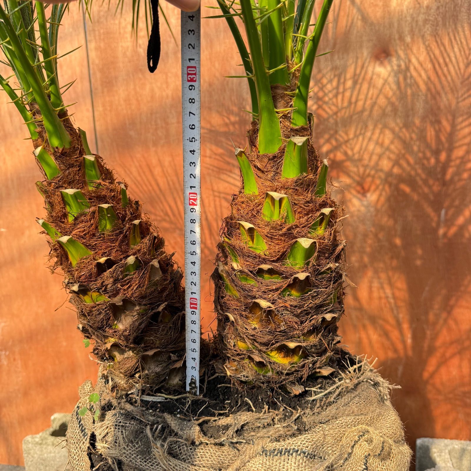 限定株】フェニックス・ロベレニー🌴 2本立ち 希少な極太幹✨ 葉先約