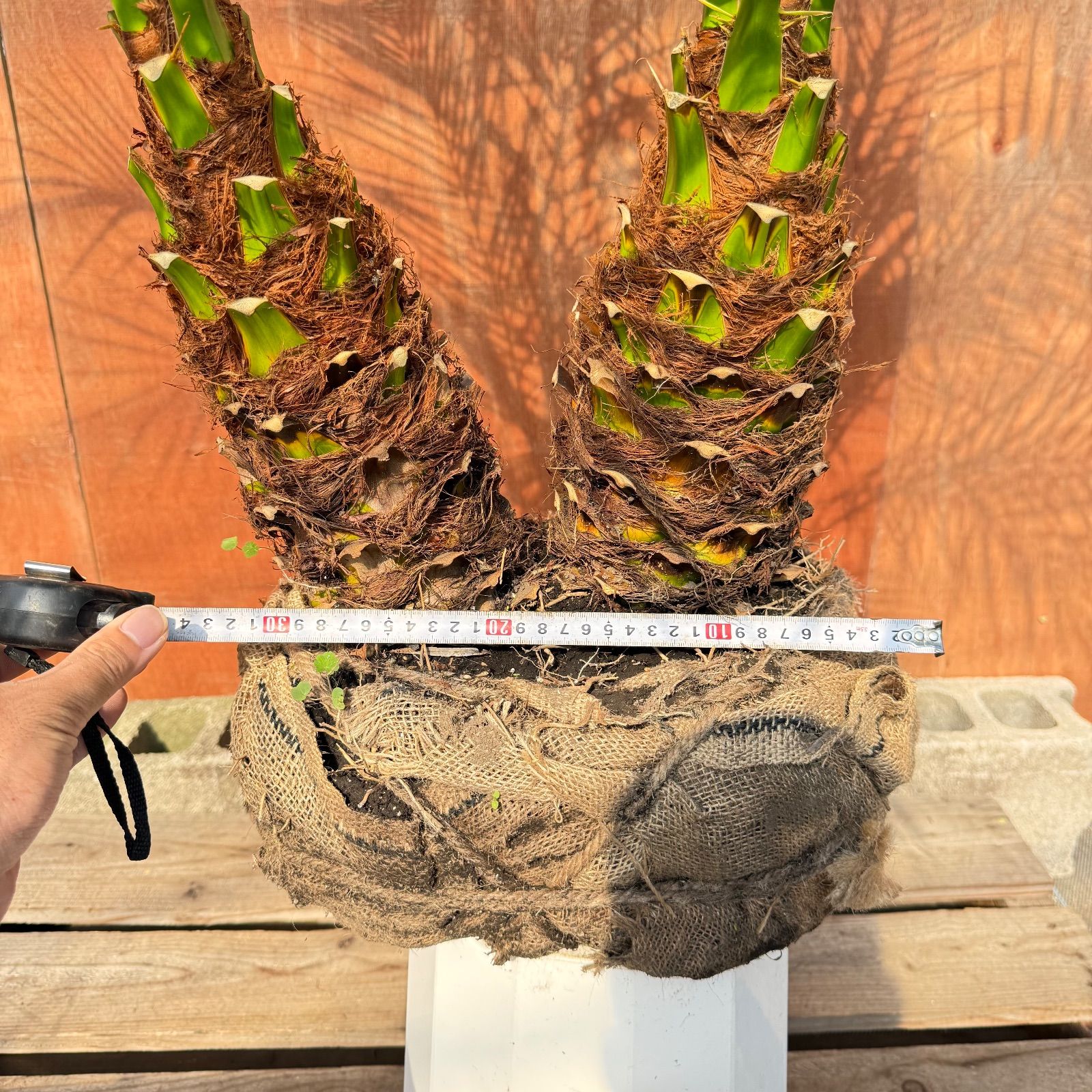 限定株】フェニックス・ロベレニー🌴 2本立ち 希少な極太幹✨ 葉先約