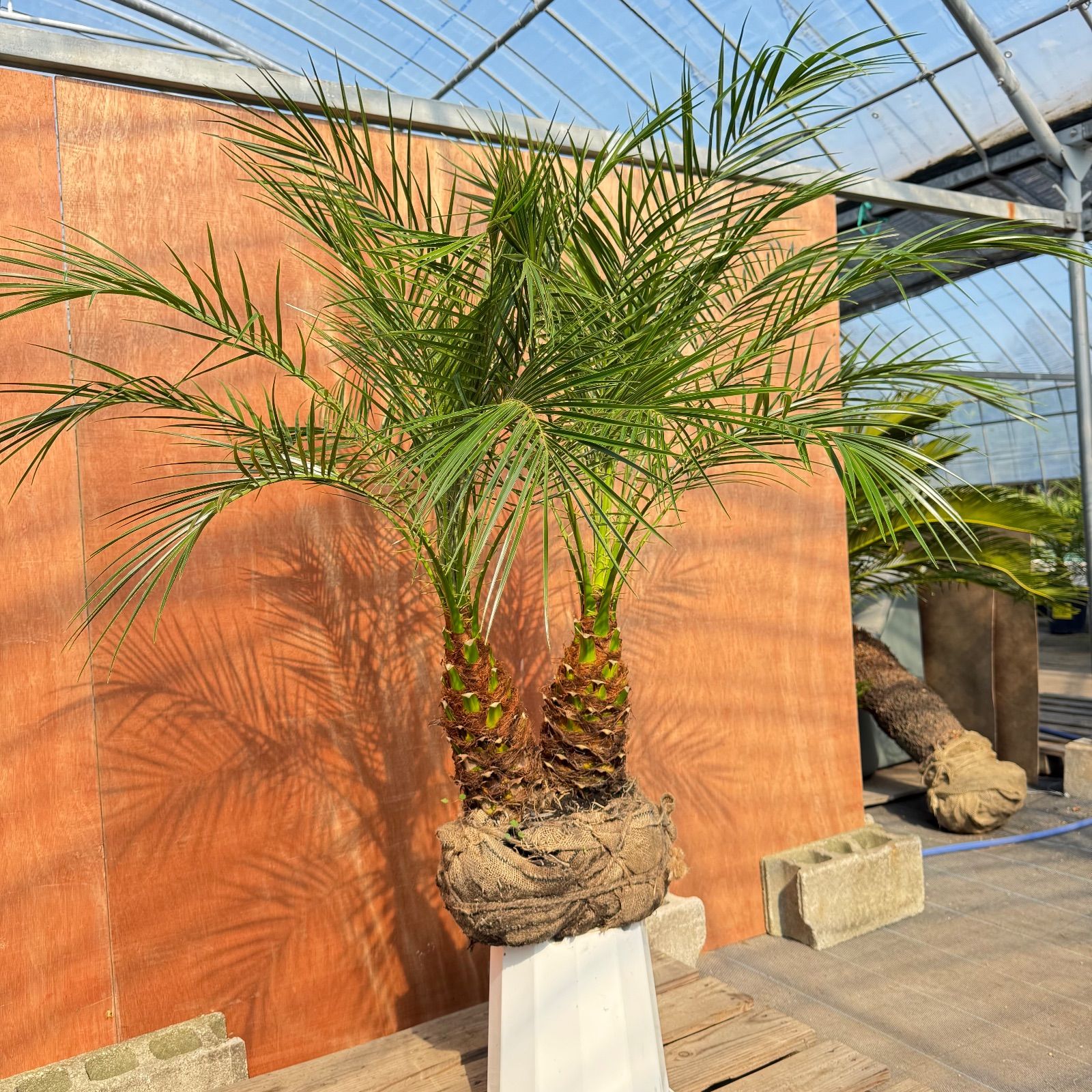 o*i様 【極太幹】フェニックス・ロベレニー 2本立ち 葉先70cm 希少株 o*i様 【極太幹】フェニックス・ロベレニー 2本立ち 葉先70cm 希少株