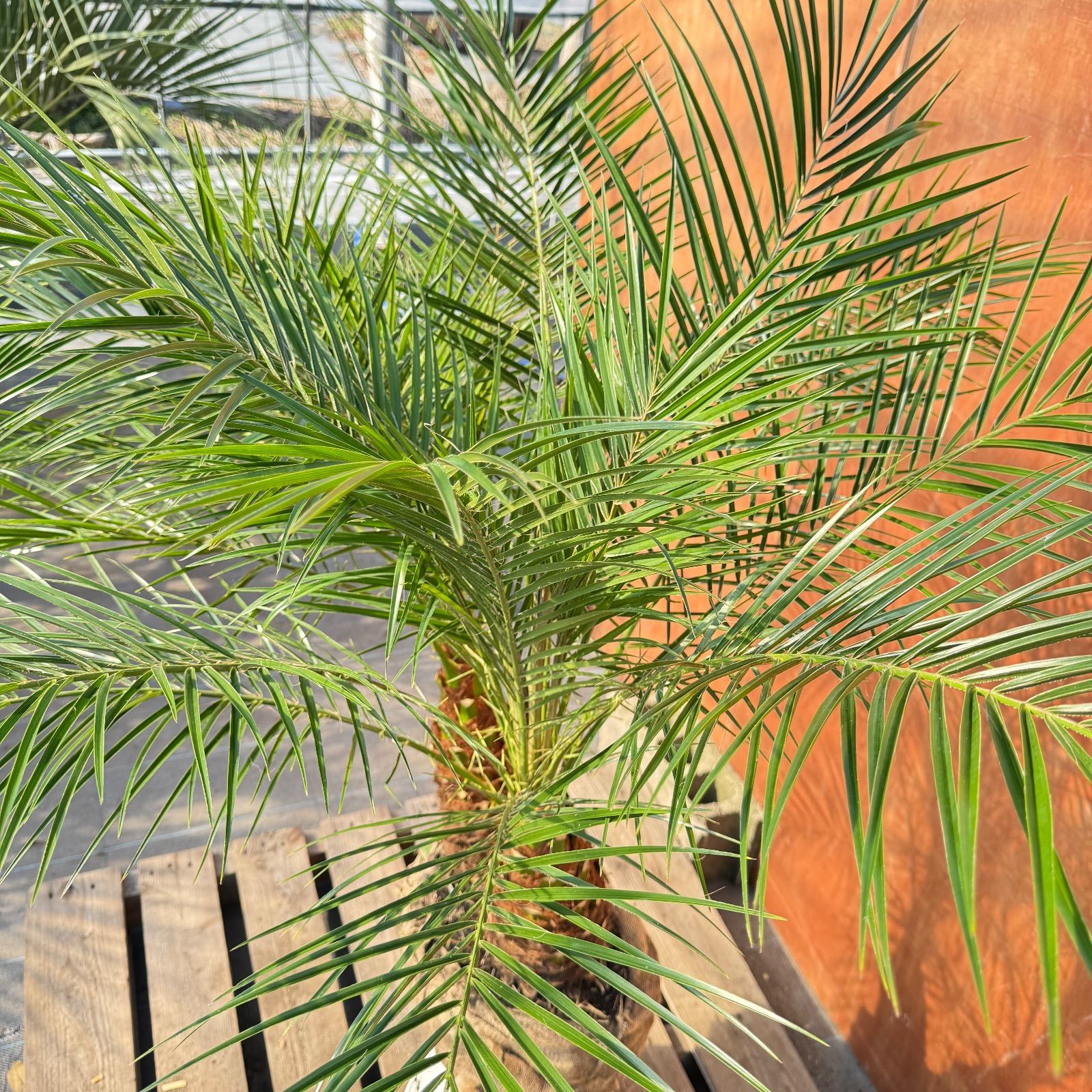 限定株】フェニックス・ロベレニー🌴 2本立ち 希少な極太幹✨ 葉先約