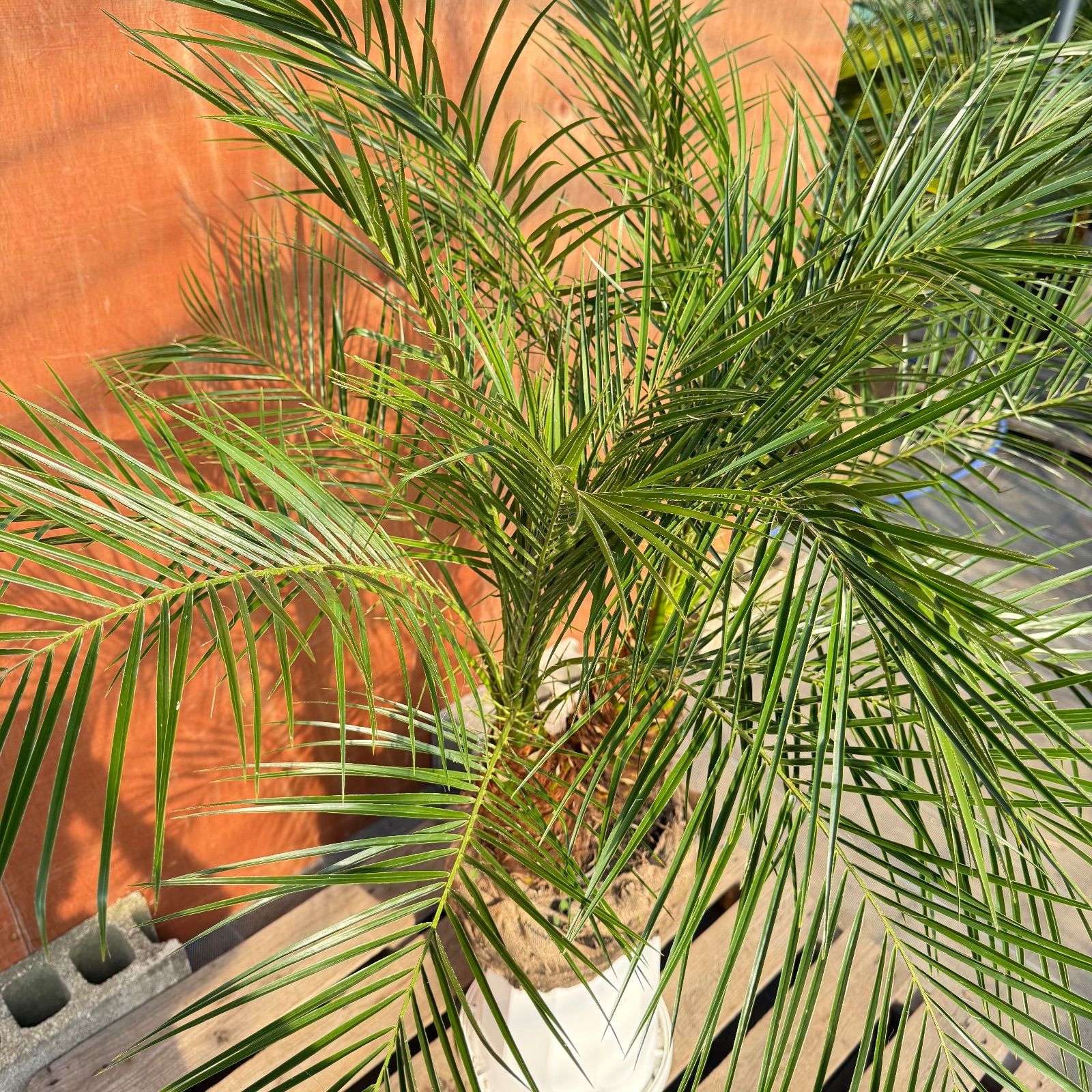 限定株】フェニックス・ロベレニー🌴 2本立ち 希少な極太幹✨ 葉先約