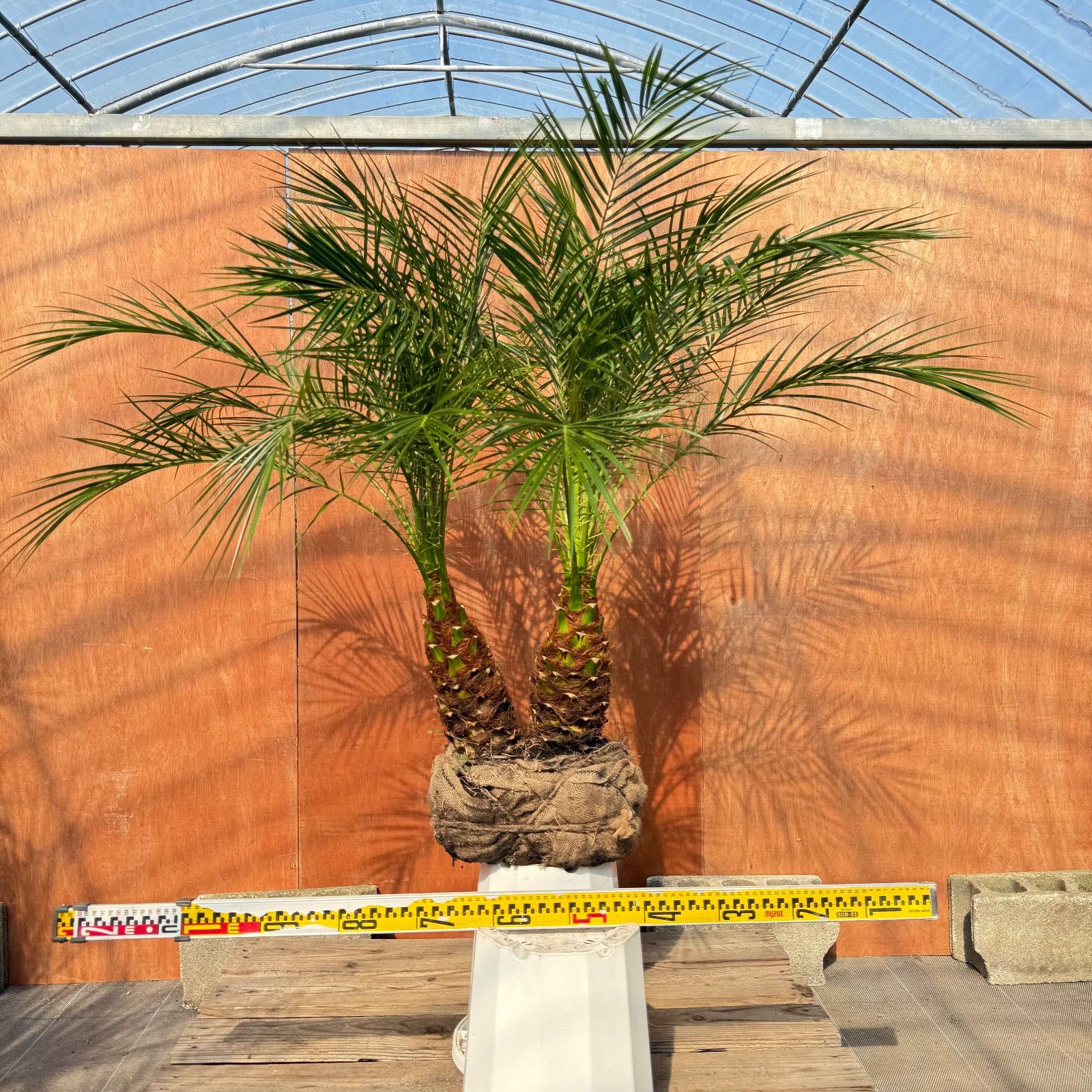 限定株】フェニックス・ロベレニー🌴 2本立ち 希少な極太幹✨ 葉先約