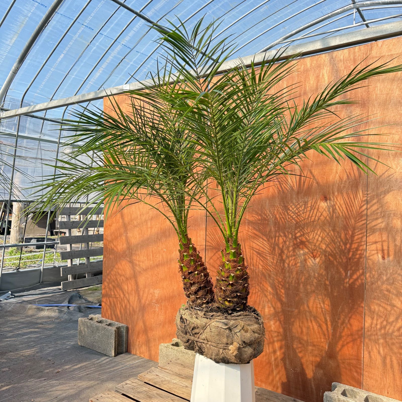 限定株】フェニックス・ロベレニー🌴 2本立ち 希少な極太幹✨ 葉先約