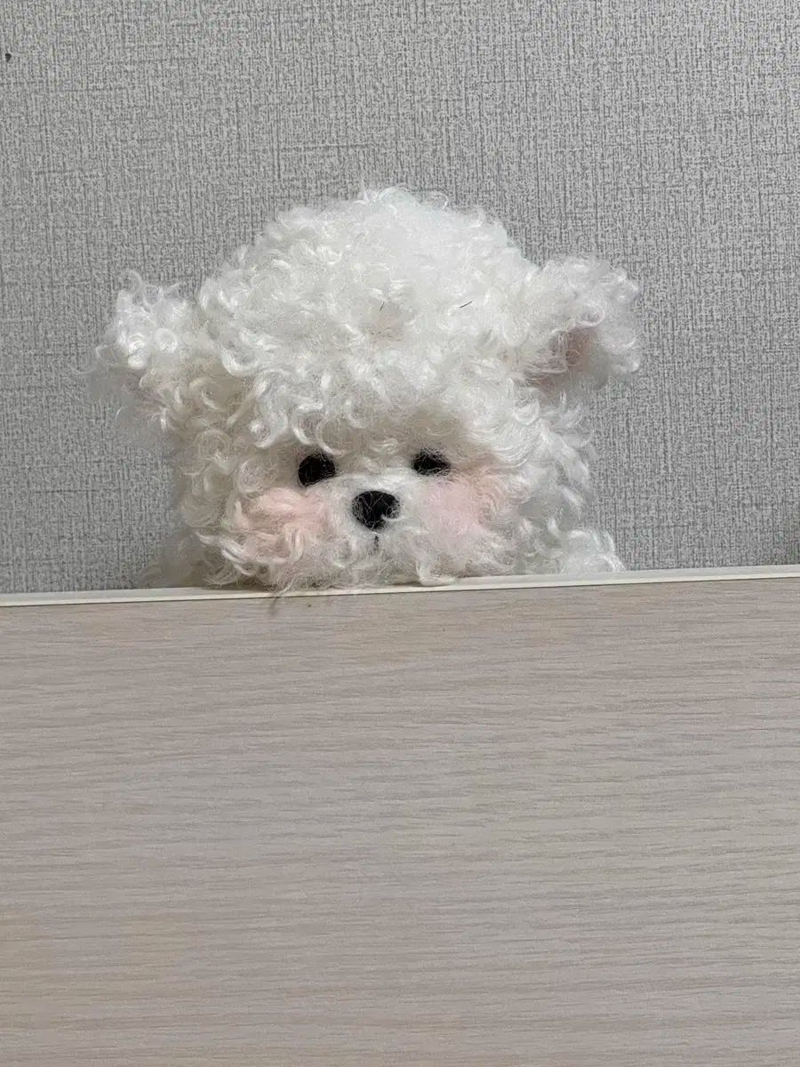 テディディテールズ レナビション