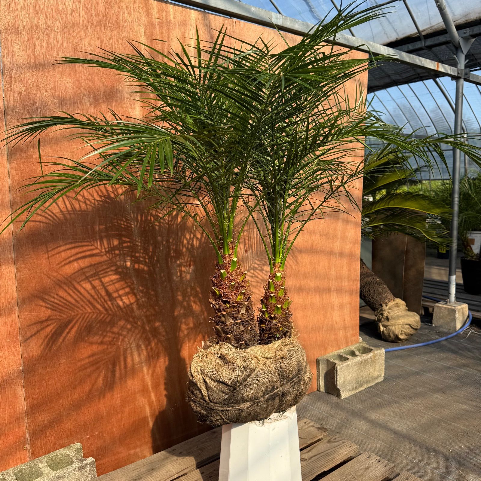 限定株】フェニックス・ロベレニー🌴 2本立ち 希少な極太幹✨ 葉先約