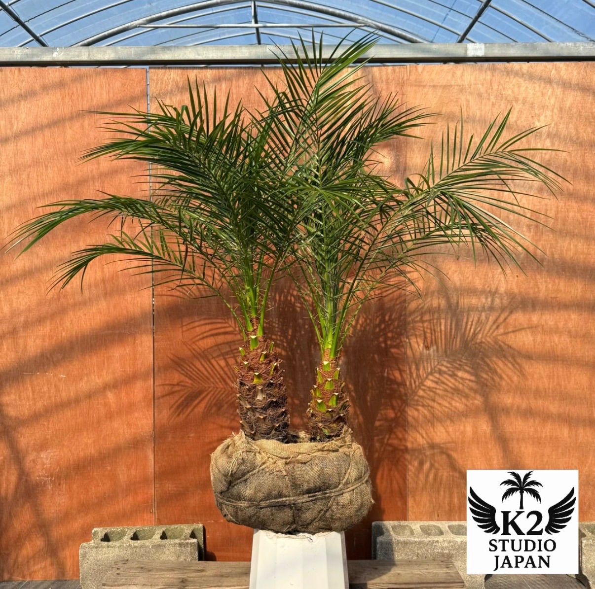 グ*リ様 フェニックス・ロベレニー 2本立ち 葉先90cm 希少株 ナ*ク様 フェニックス・ロベレニー 2本立ち 葉先90cm 希少株 シ*