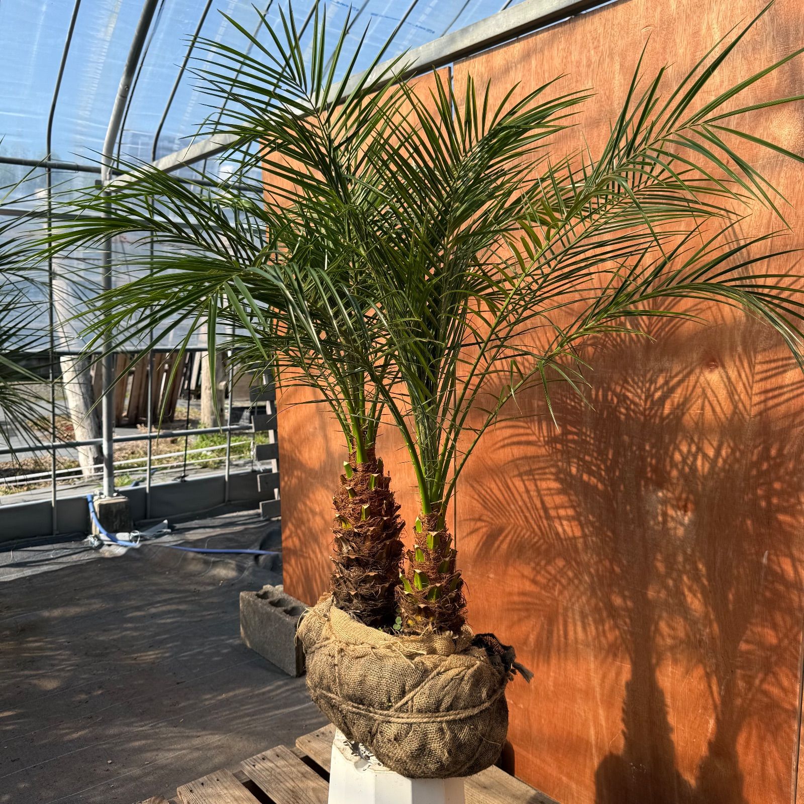 限定株】フェニックス・ロベレニー🌴 2本立ち 希少な極太幹✨ 葉先約