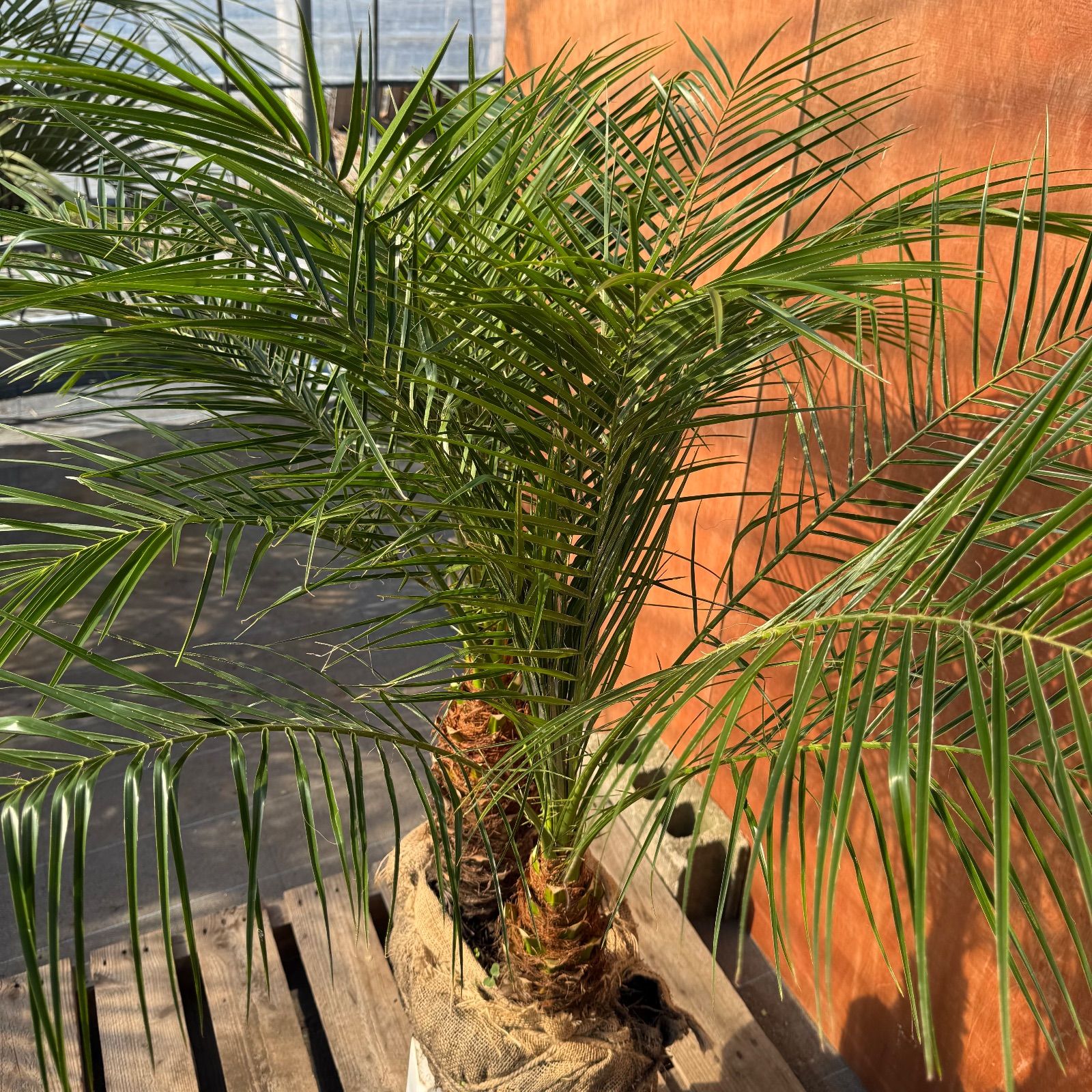 限定株】フェニックス・ロベレニー🌴 2本立ち 希少な極太幹✨ 葉先約