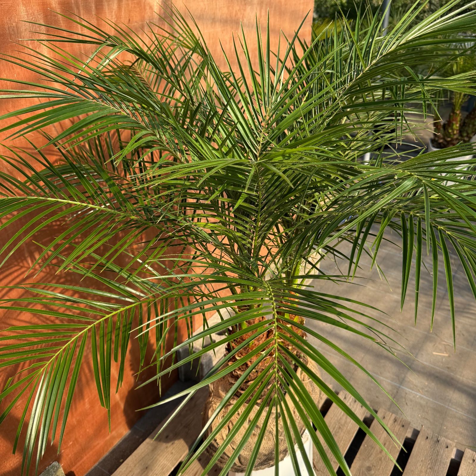 限定株】フェニックス・ロベレニー🌴 2本立ち 希少な極太幹✨ 葉先約