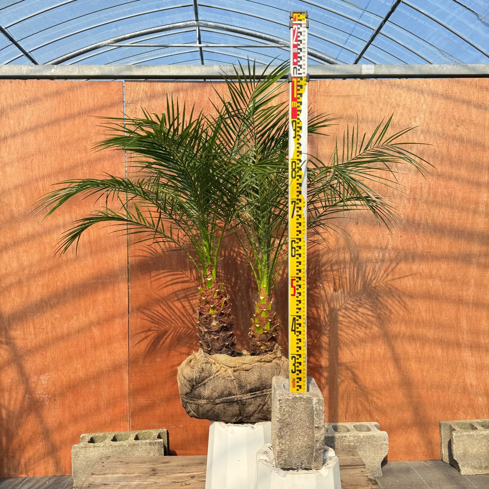 限定株】フェニックス・ロベレニー🌴 2本立ち 希少な極太幹✨ 葉先約