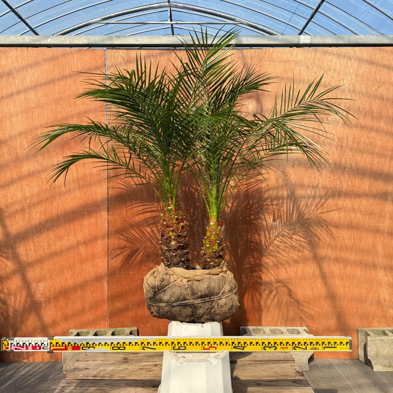 限定株】フェニックス・ロベレニー🌴 2本立ち 希少な極太幹✨ 葉先約