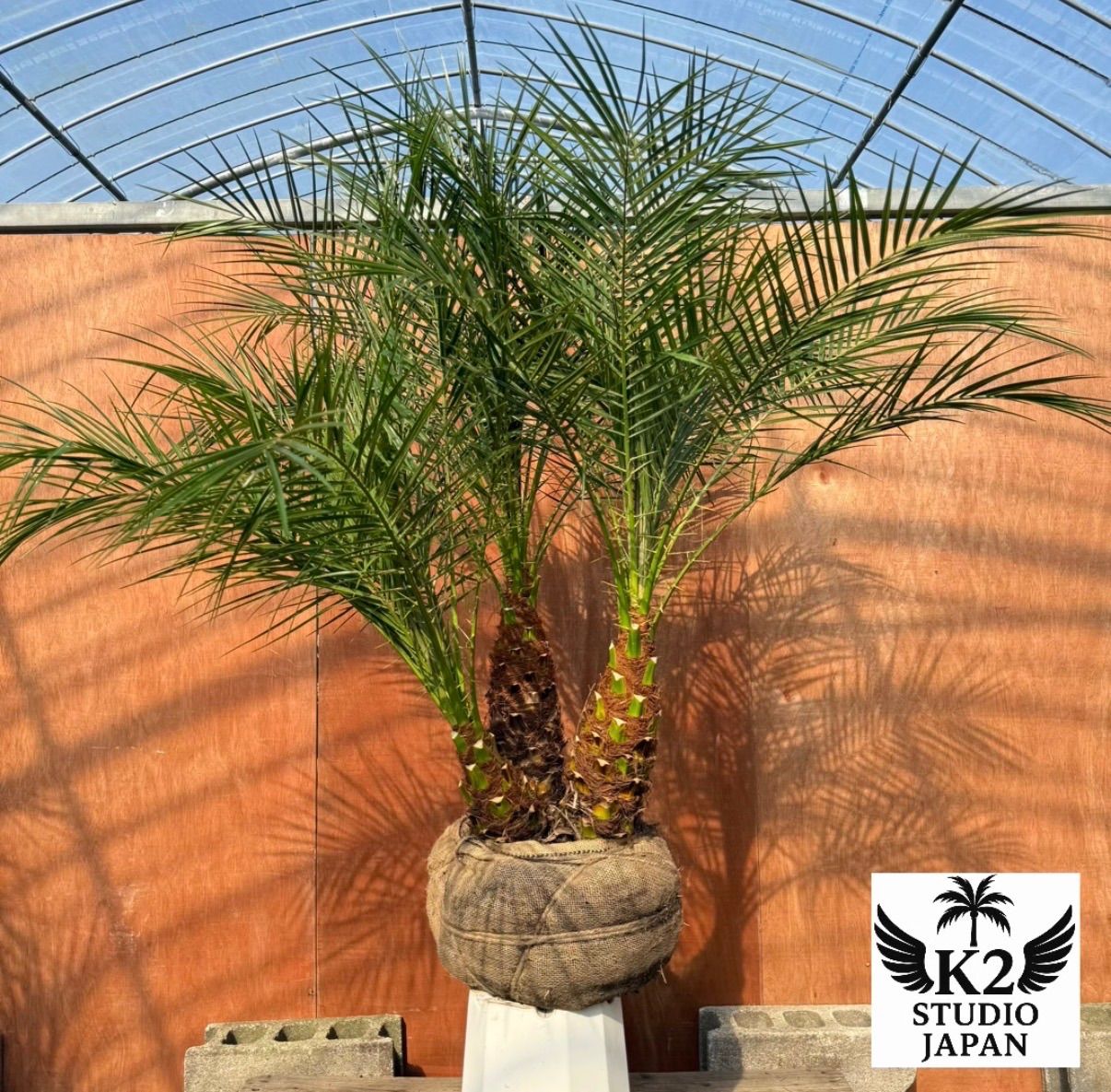 限定株】フェニックス・ロベレニー🌴 3本立ち 希少な極太幹✨ 葉先約