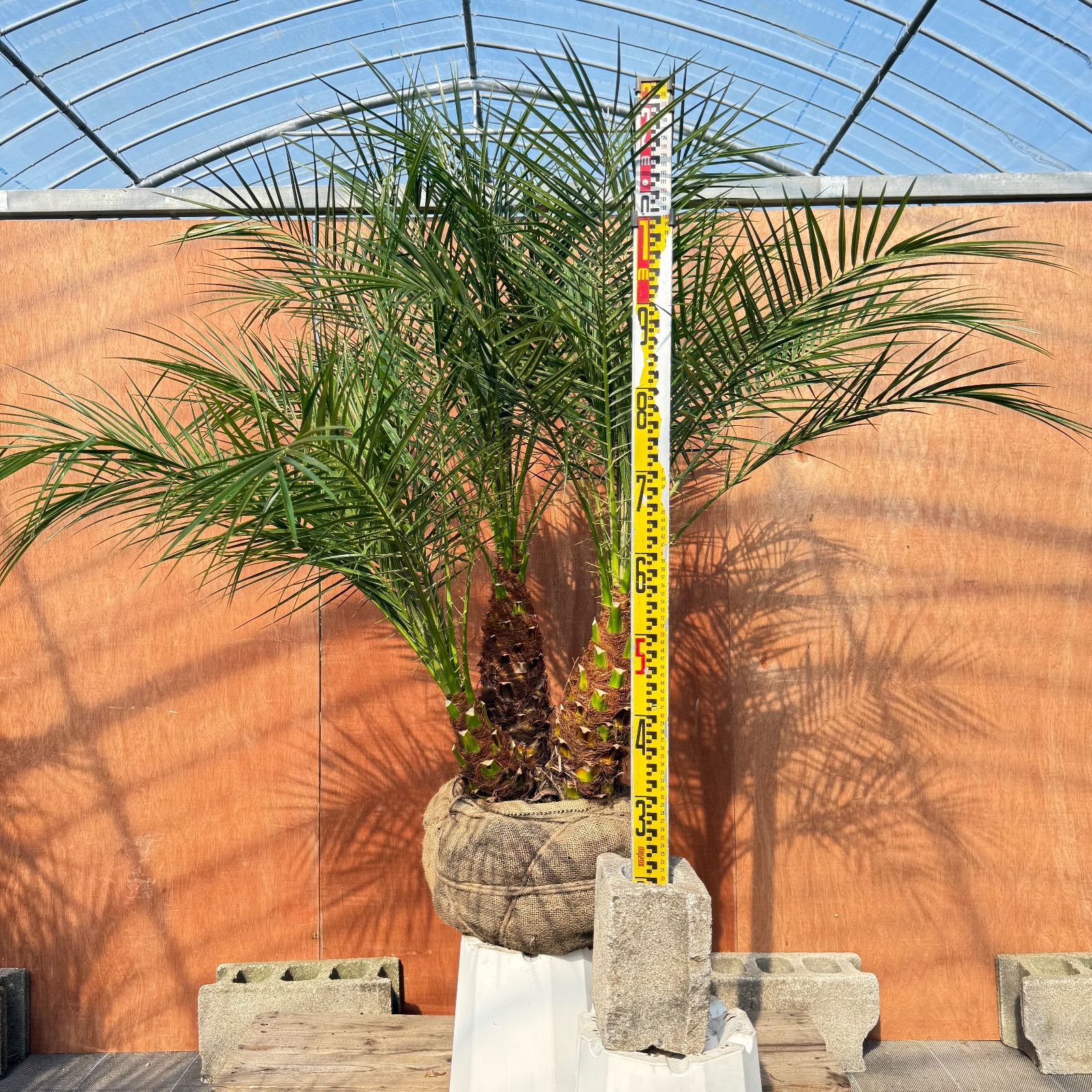 限定株】フェニックス・ロベレニー🌴 3本立ち 希少な極太幹✨ 葉先約