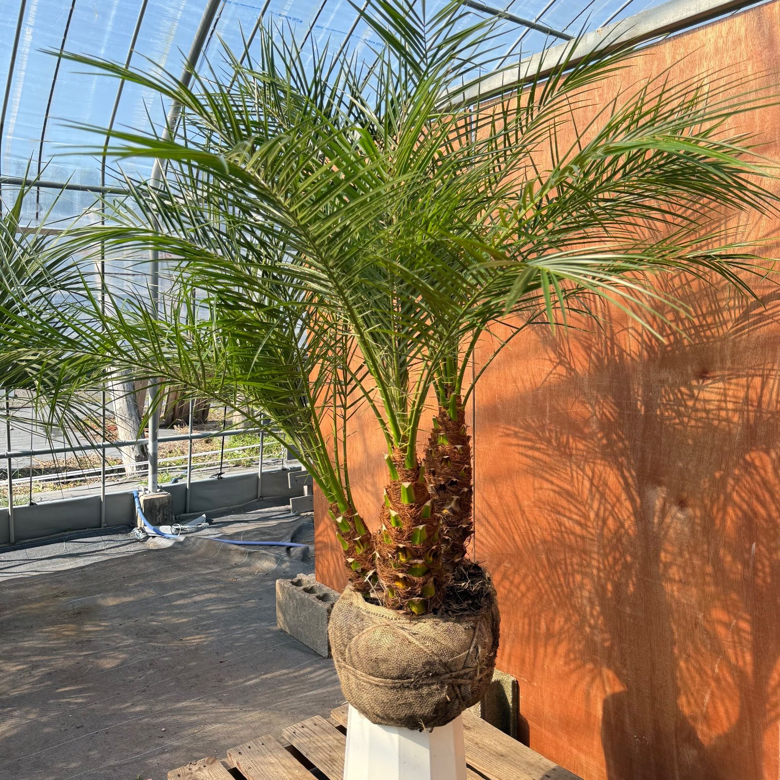 限定株】フェニックス・ロベレニー🌴 3本立ち 希少な極太幹✨ 葉先約