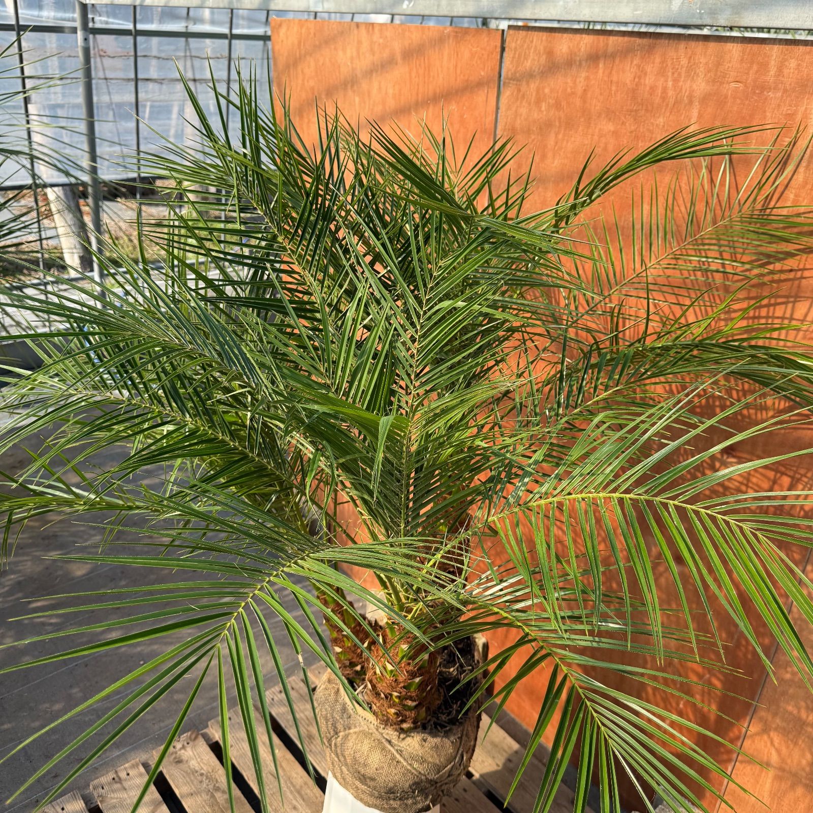 限定株】フェニックス・ロベレニー🌴 3本立ち 希少な極太幹✨ 葉先約