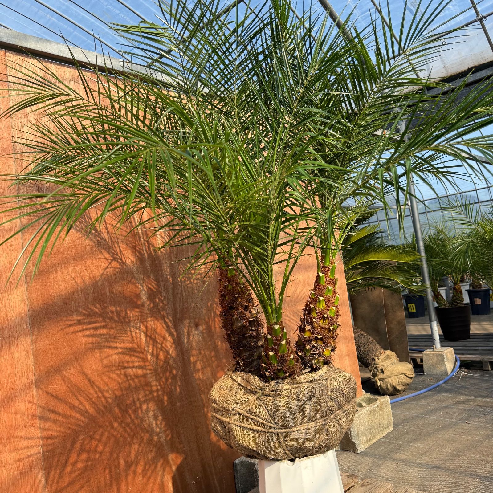 限定株】フェニックス・ロベレニー🌴 3本立ち 希少な極太幹✨ 葉先約