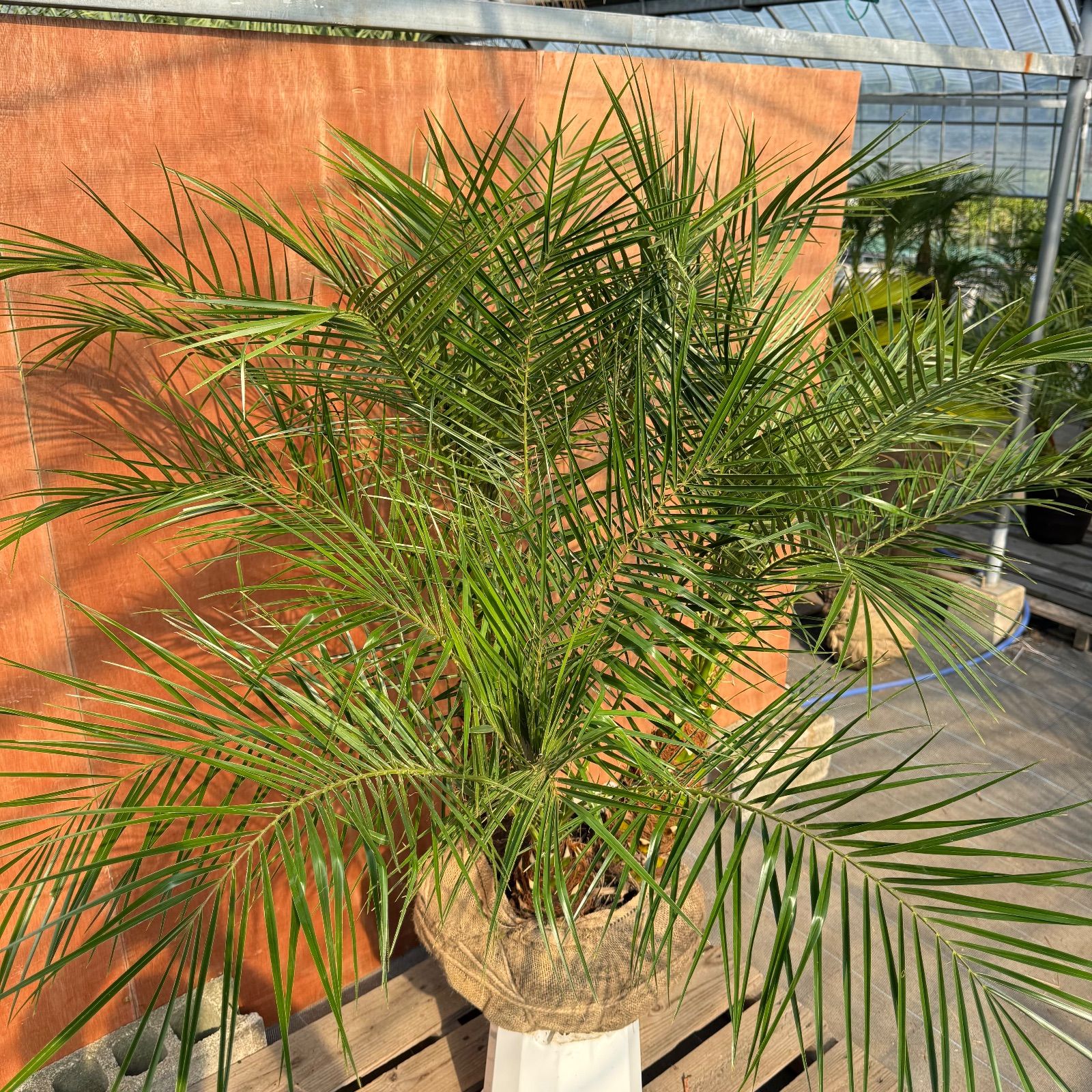 限定株】フェニックス・ロベレニー🌴 3本立ち 希少な極太幹✨ 葉先約