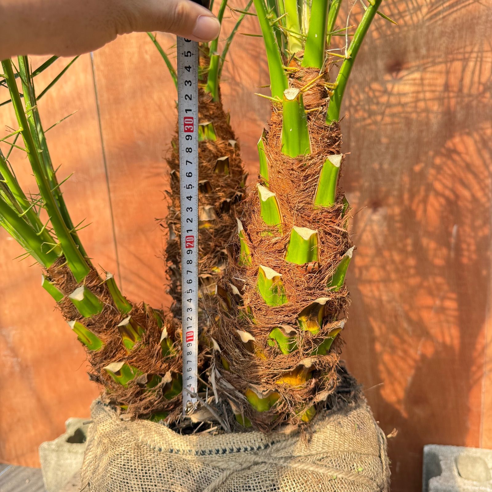 小*司様 フェニックス・ロベレニー 3本立ち 葉先80cm 希少株 小*司様 フェニックス・ロベレニー 3本立ち 葉先80cm 希少株