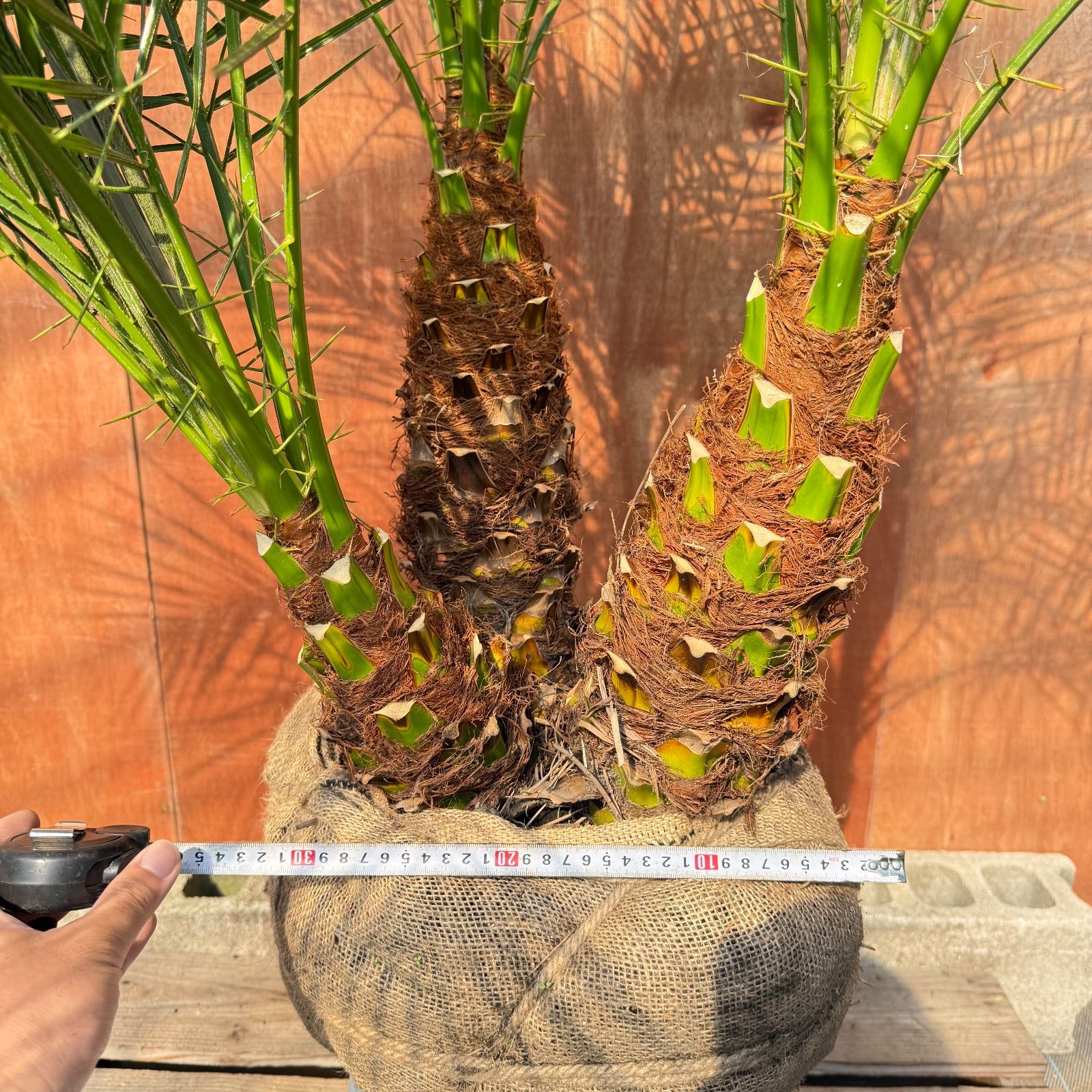 s*i様 【極太】フェニックス・ロベレニー 3本立ち 葉先80cm 希少株 s