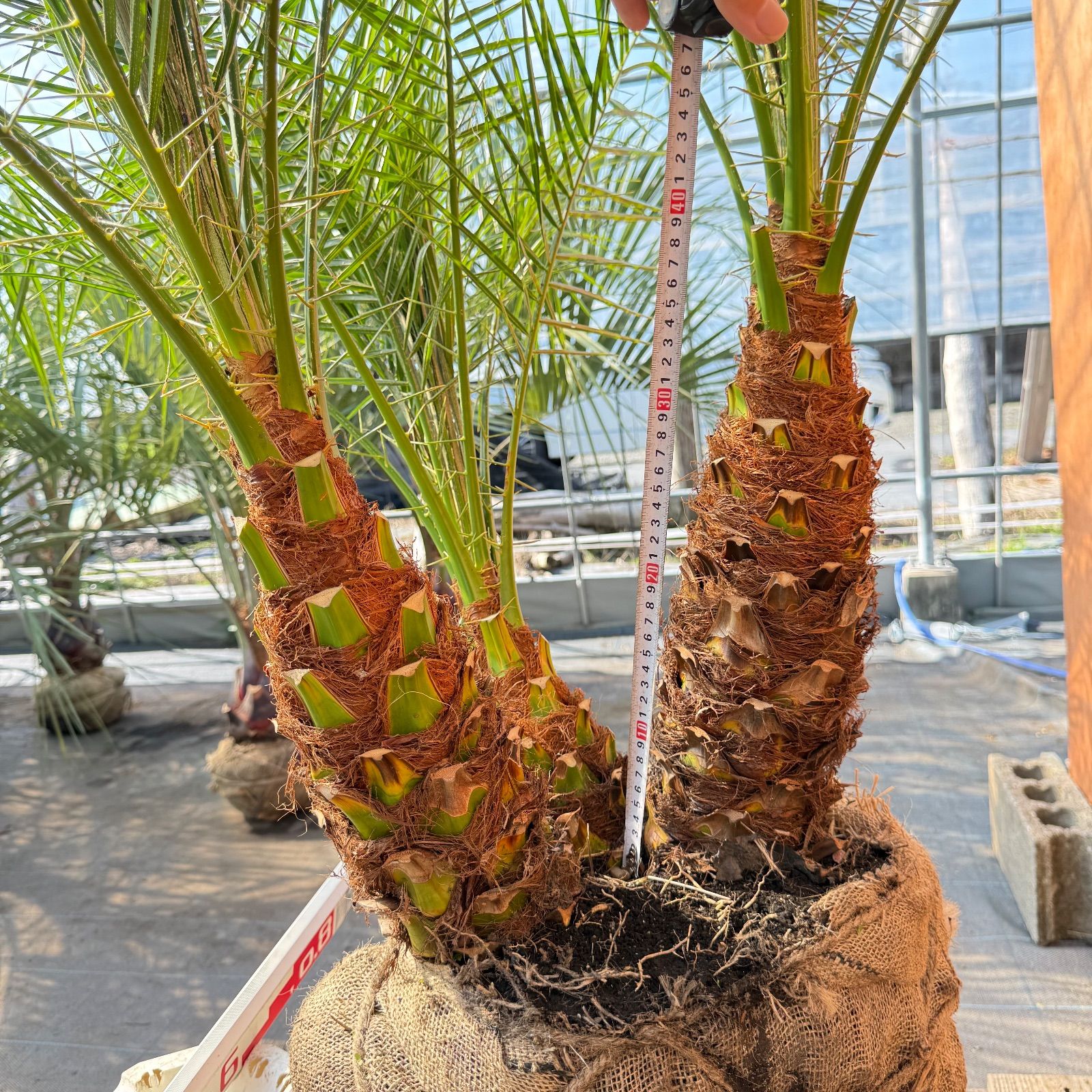 ゴ*6様 フェニックス・ロベレニー 本立ち 葉先90cm 希少株 ゴ*6様 フェニックス・ロベレニー 本立ち 葉先90cm 希少株