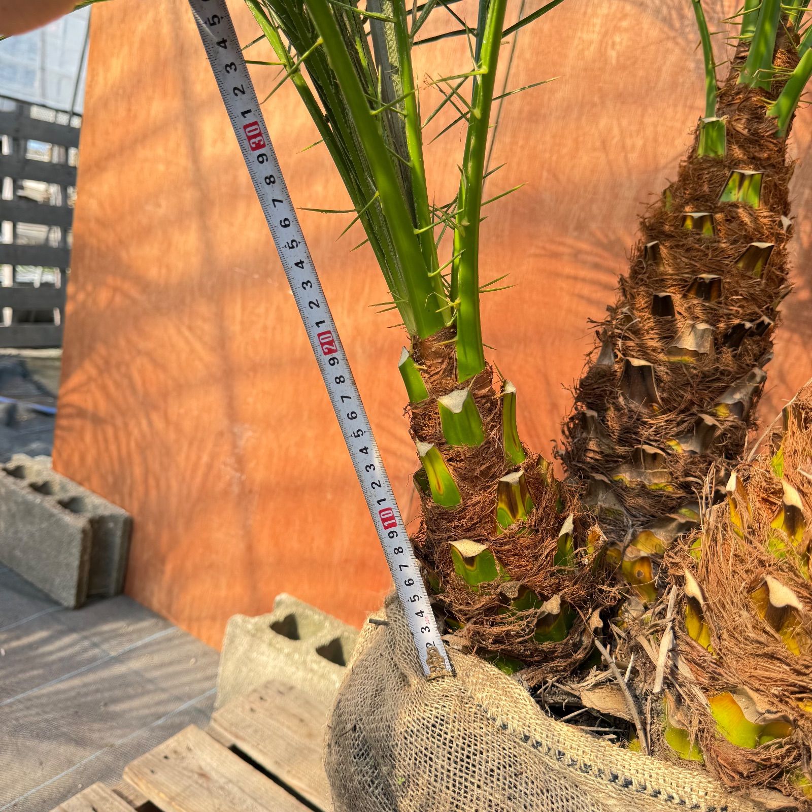 限定株】フェニックス・ロベレニー🌴 3本立ち 希少な極太幹✨ 葉先約